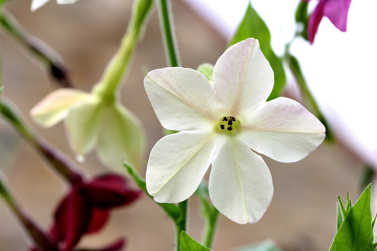100 Organic WHITE NICOTIANA Flowering TOBACCO Nicotiana Alata Seeds