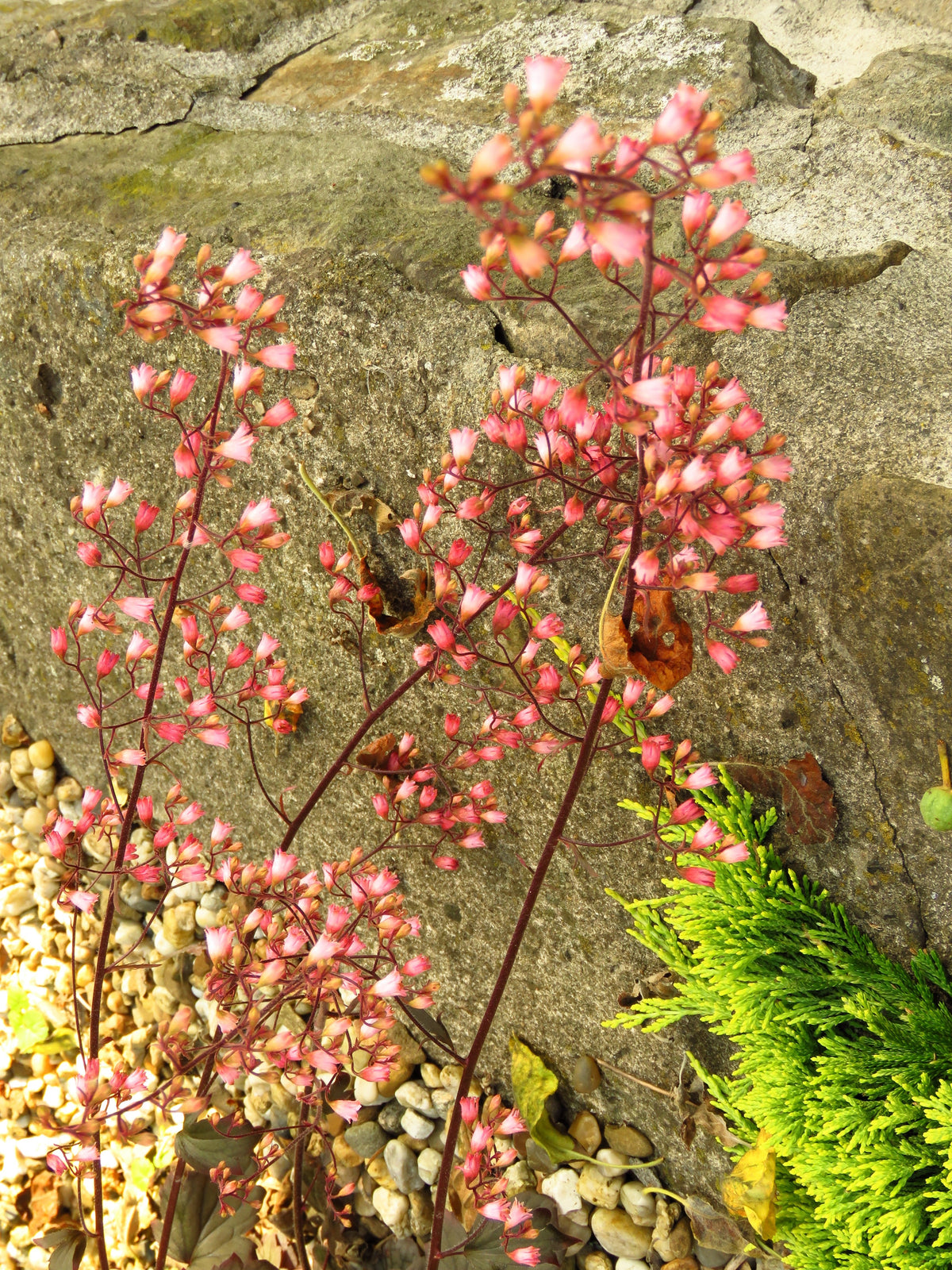 50 HEUCHERA Americana CORAL BELLS Dale's Strain American Alumroot Flower Seeds