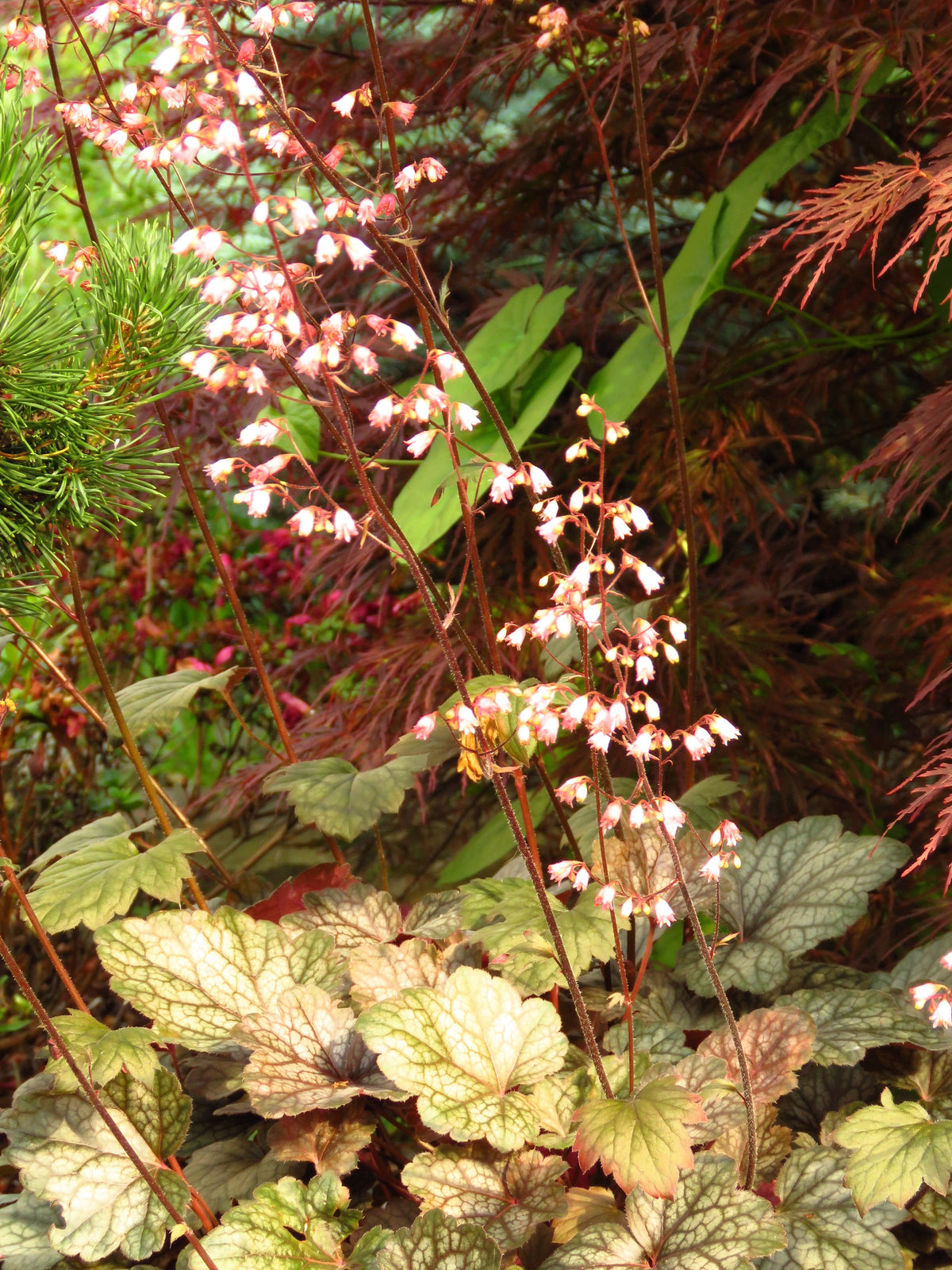 50 HEUCHERA Americana CORAL BELLS Dale's Strain American Alumroot Flower Seeds