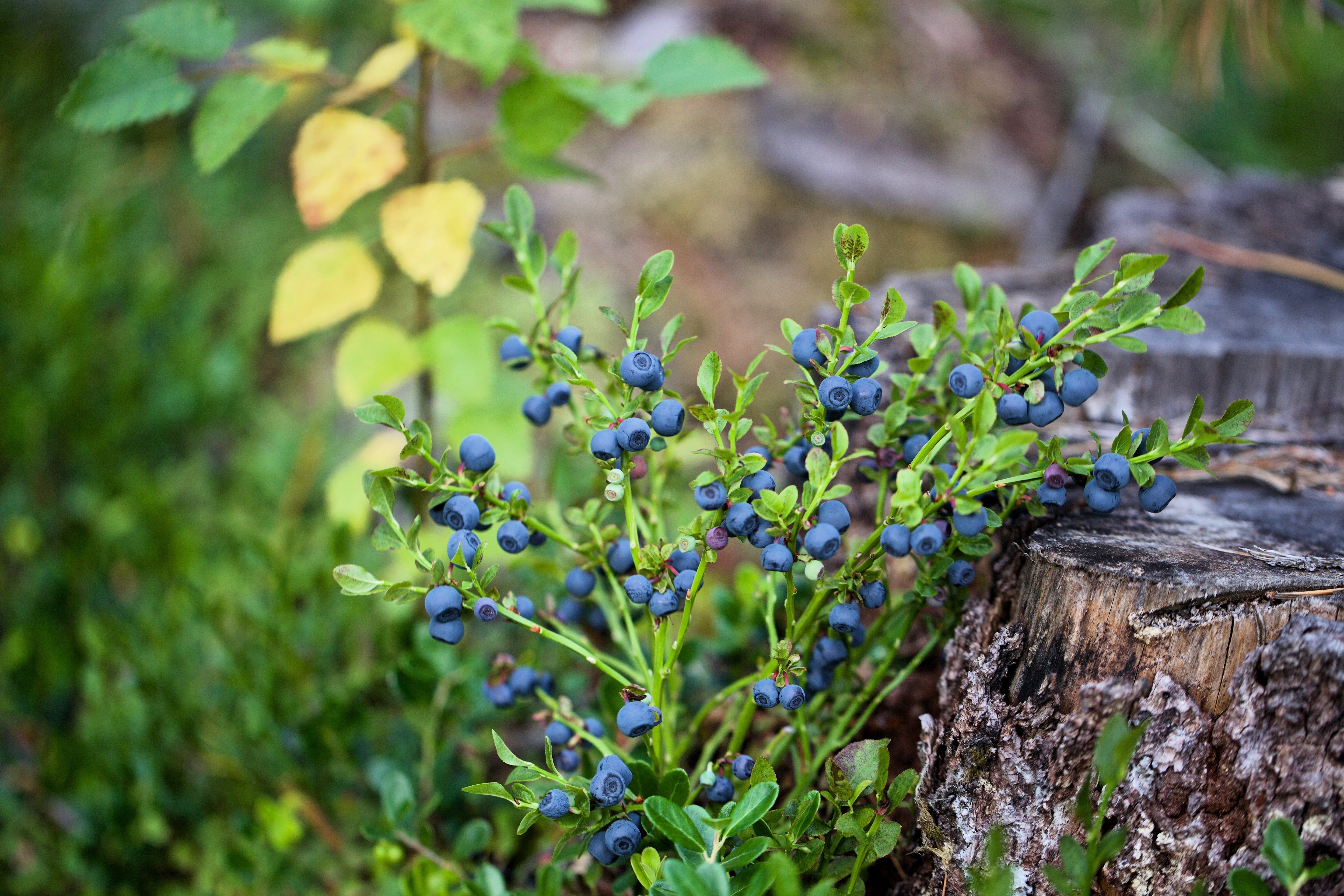 20 Common BILBERRY Fruit Shrub European Blueberry Vaccinium Myrtillus Seeds