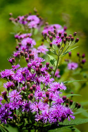 250 PURPLE IRONWEED Prairie Vernonia Fasciculata Flower Seeds