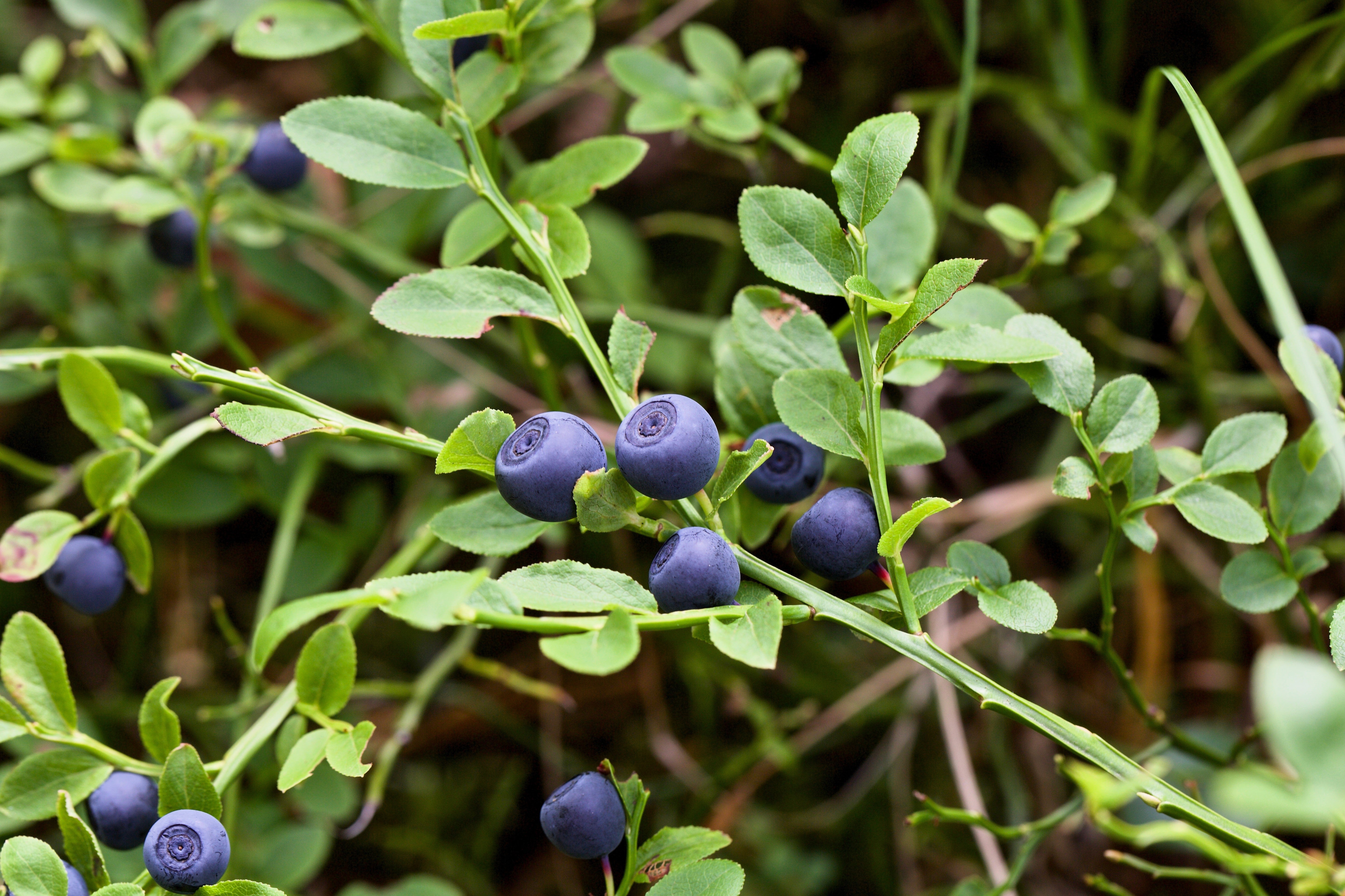20 Common BILBERRY Fruit Shrub European Blueberry Vaccinium Myrtillus Seeds