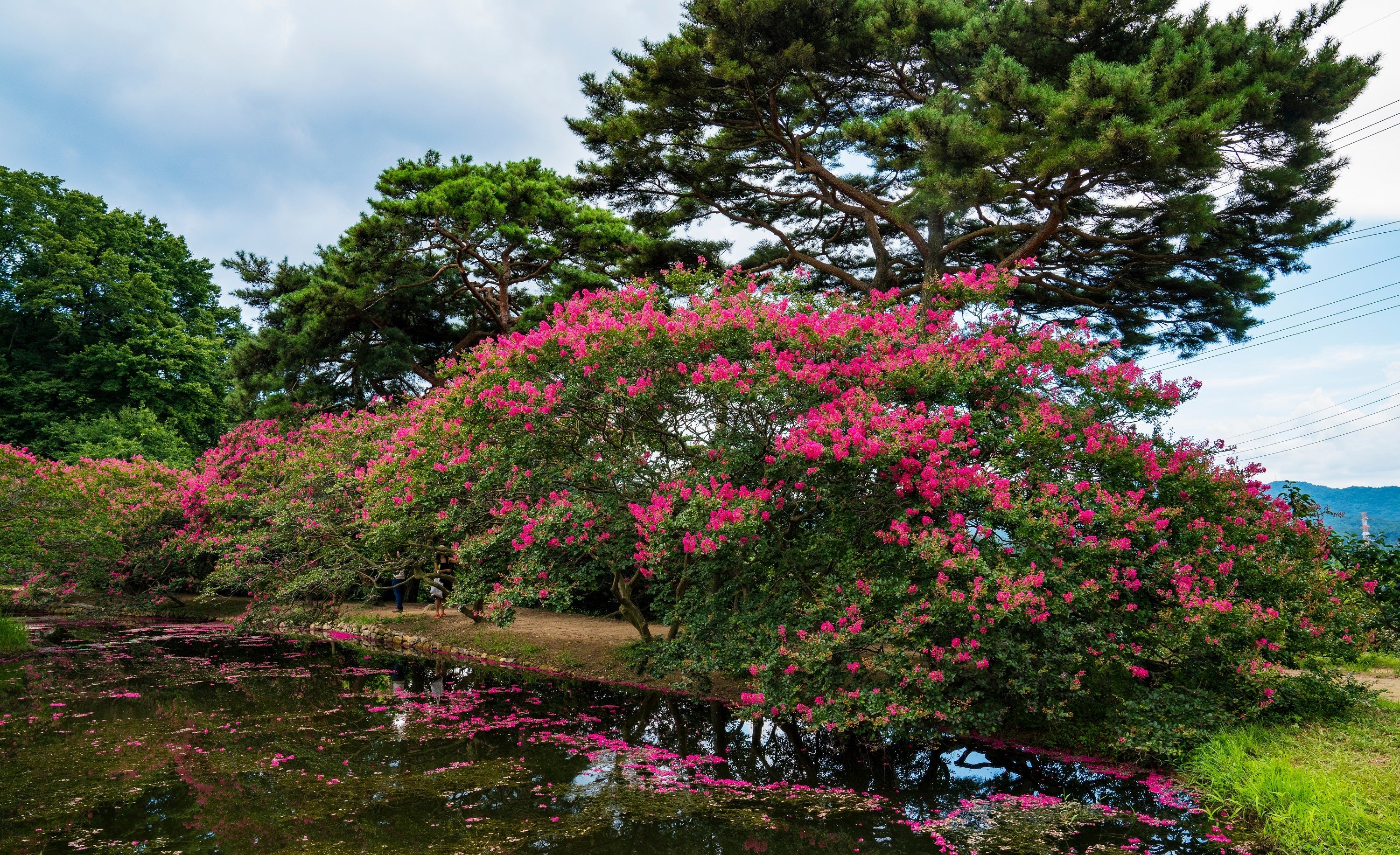 35 Dark PINK CREPE MYRTLE Lagerstroemia Indica Flowering Shrub Bush Small Tree Seeds