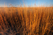 300 Ornamental BIG BLUESTEM GRASS Beardgrass Andropogon Gerardii Seeds
