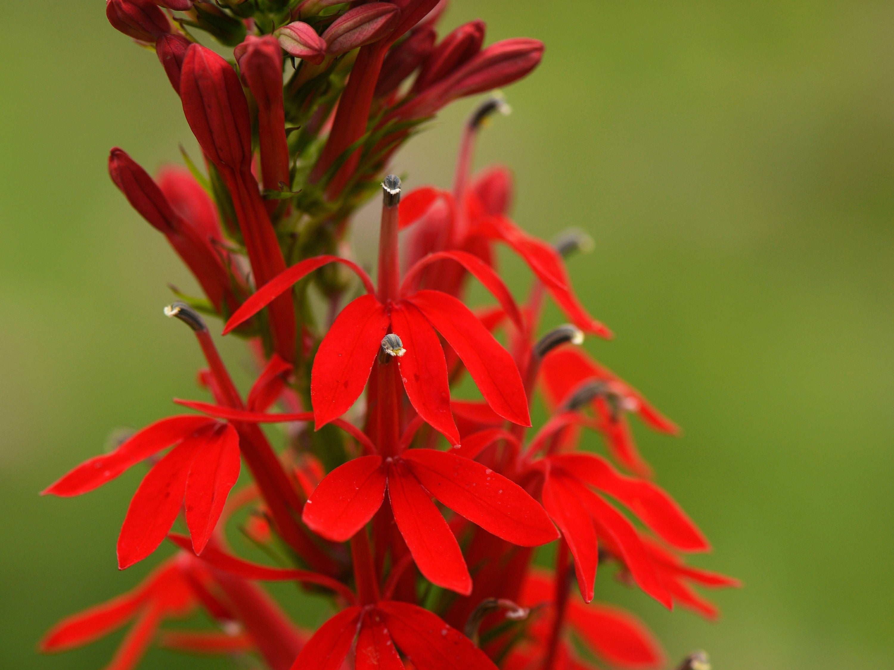 300 CARDINAL FLOWER LOBELIA Cardinalis Flower Seeds