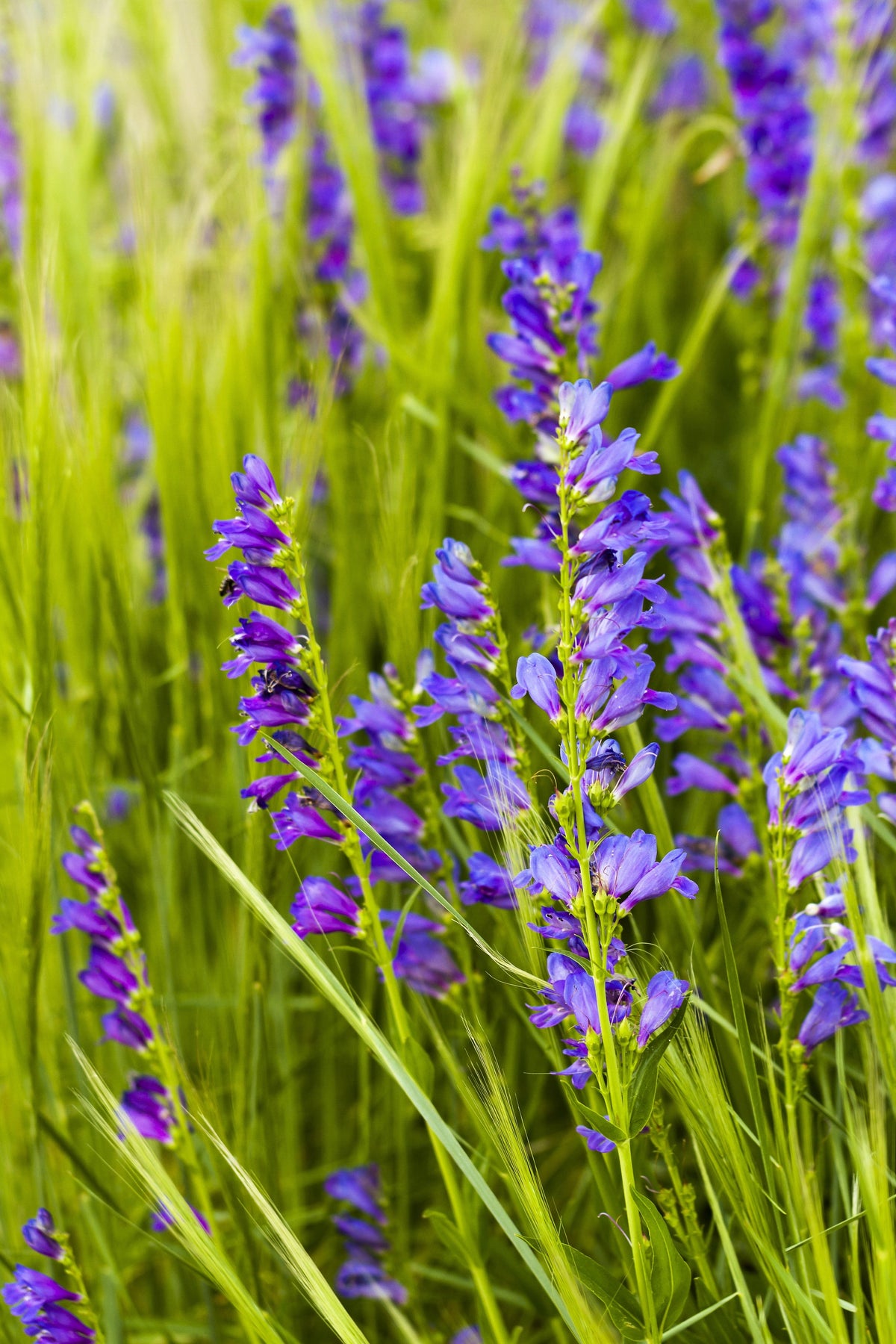 300 Blue ROCKY MOUNTAIN BEARDTONGUE Penstemon Strictus Flower Seeds