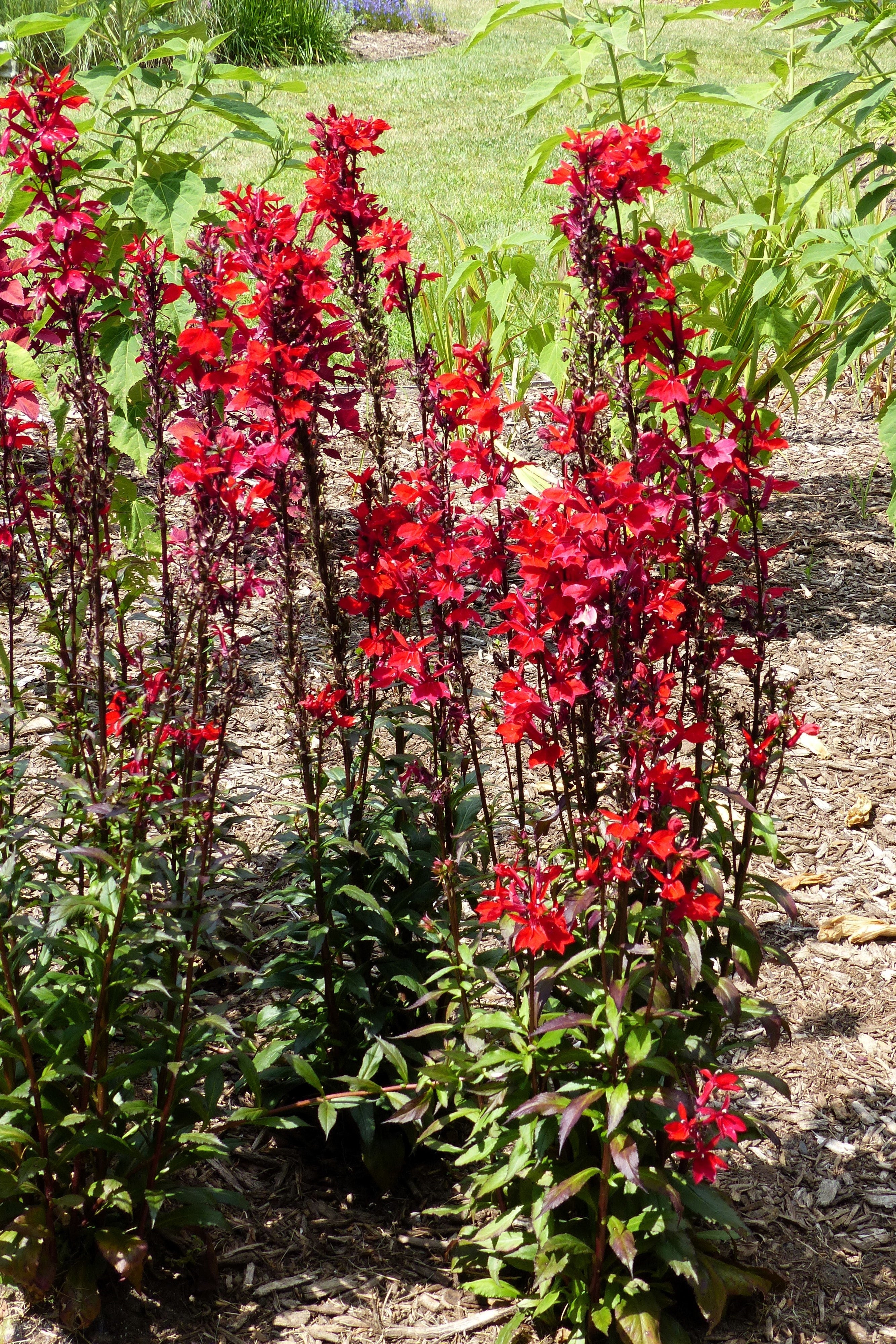 300 CARDINAL FLOWER LOBELIA Cardinalis Flower Seeds