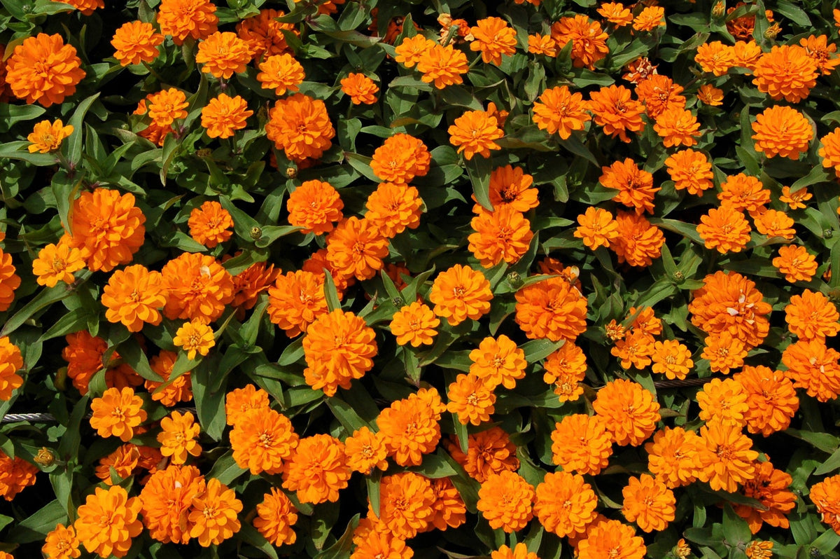 250 ORANGE KING ZINNIA Elegans Flower Seeds