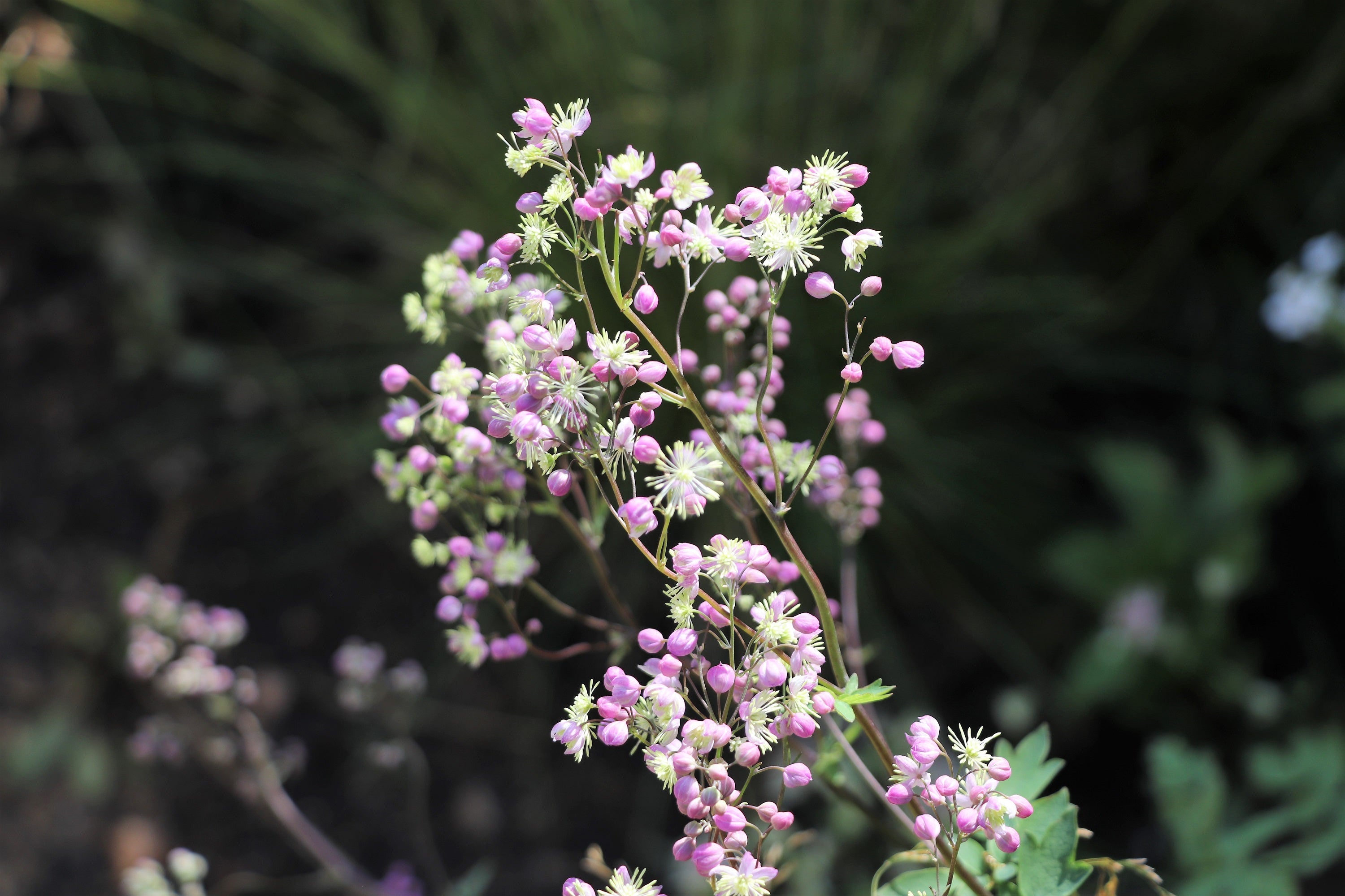 5 CHINESE MEADOW RUE Pink Yunnan Thalictrum Dipterocarpum Delavayi Flower Seeds