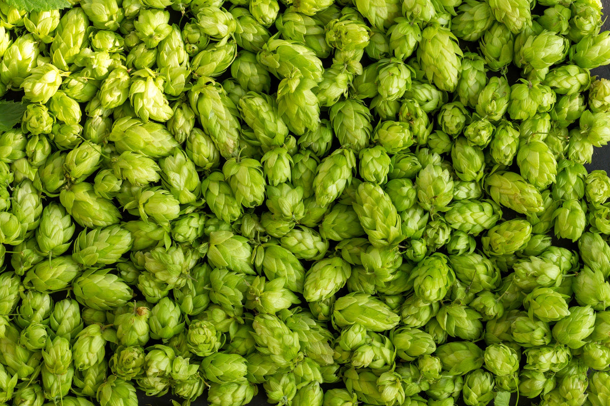 25 COMMON HOPS European Humulus Lupulus Vine Seeds Beer Making Ingredient Seeds