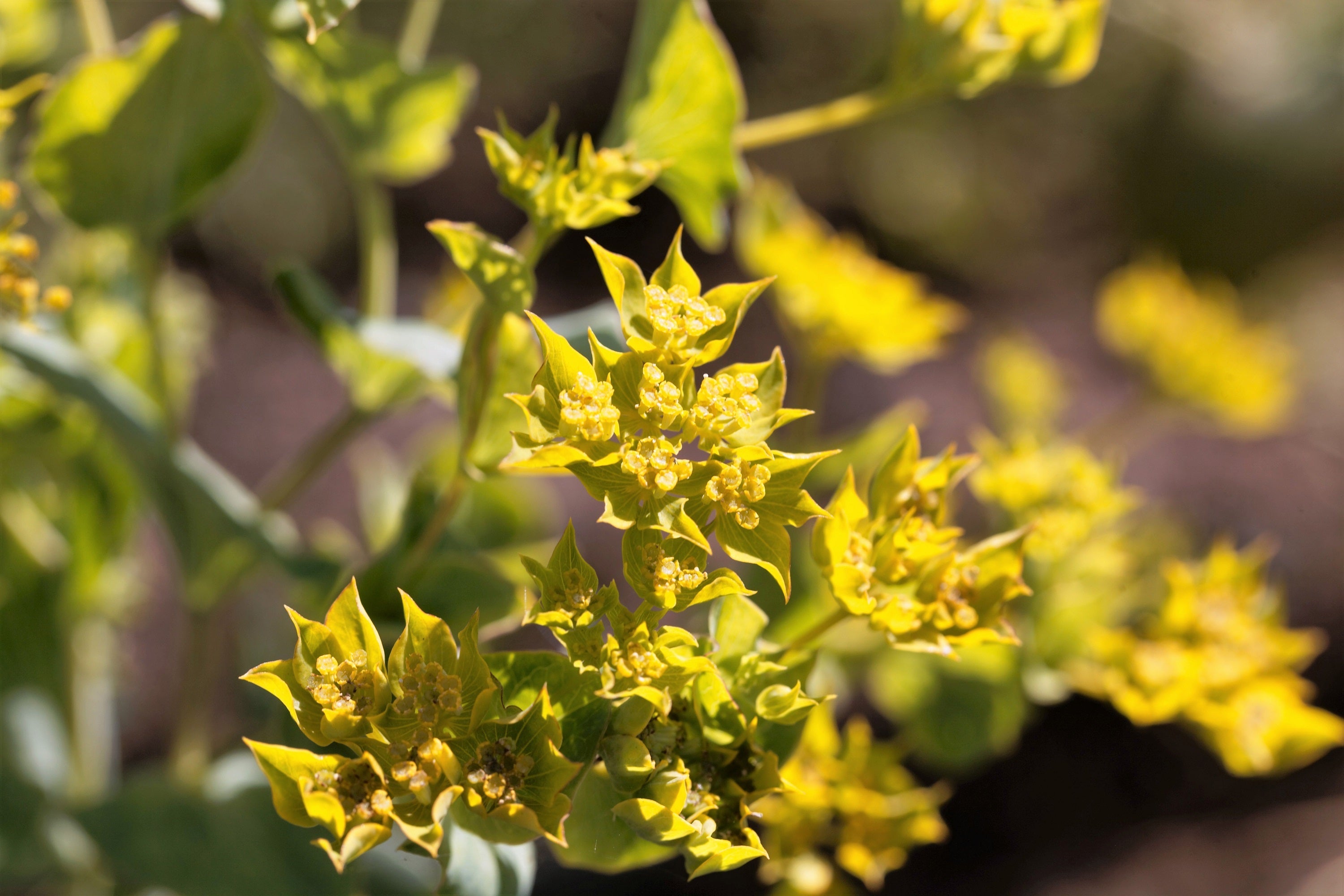 100 GREEN GOLD BUPLEURUM Griffithii Rotundifolium Hares Ear Thoroughwax Flower Seeds