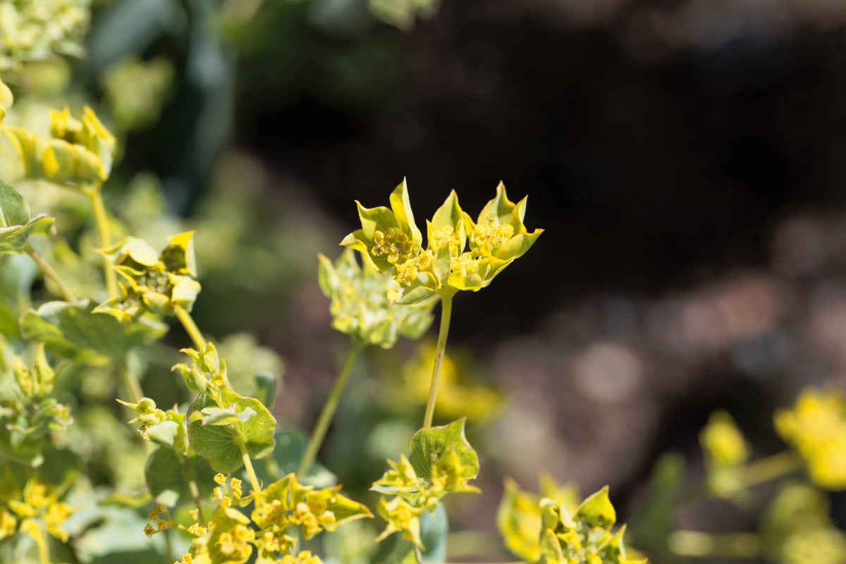 100 GREEN GOLD BUPLEURUM Griffithii Rotundifolium Hares Ear Thoroughwax Flower Seeds