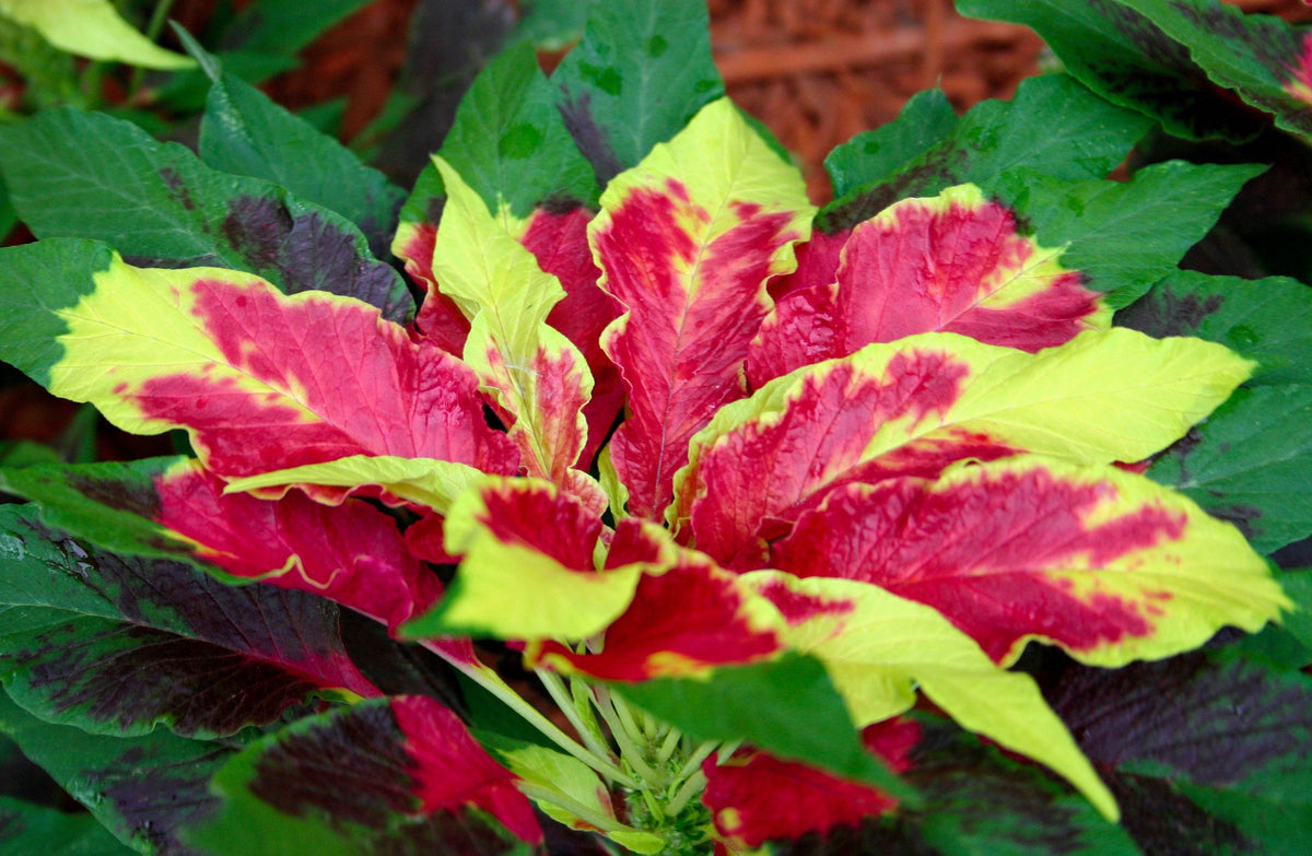 150 TRICOLOR AMARANTHUS PERFECTA Summer Poinsettia Amaranth Flower Seeds