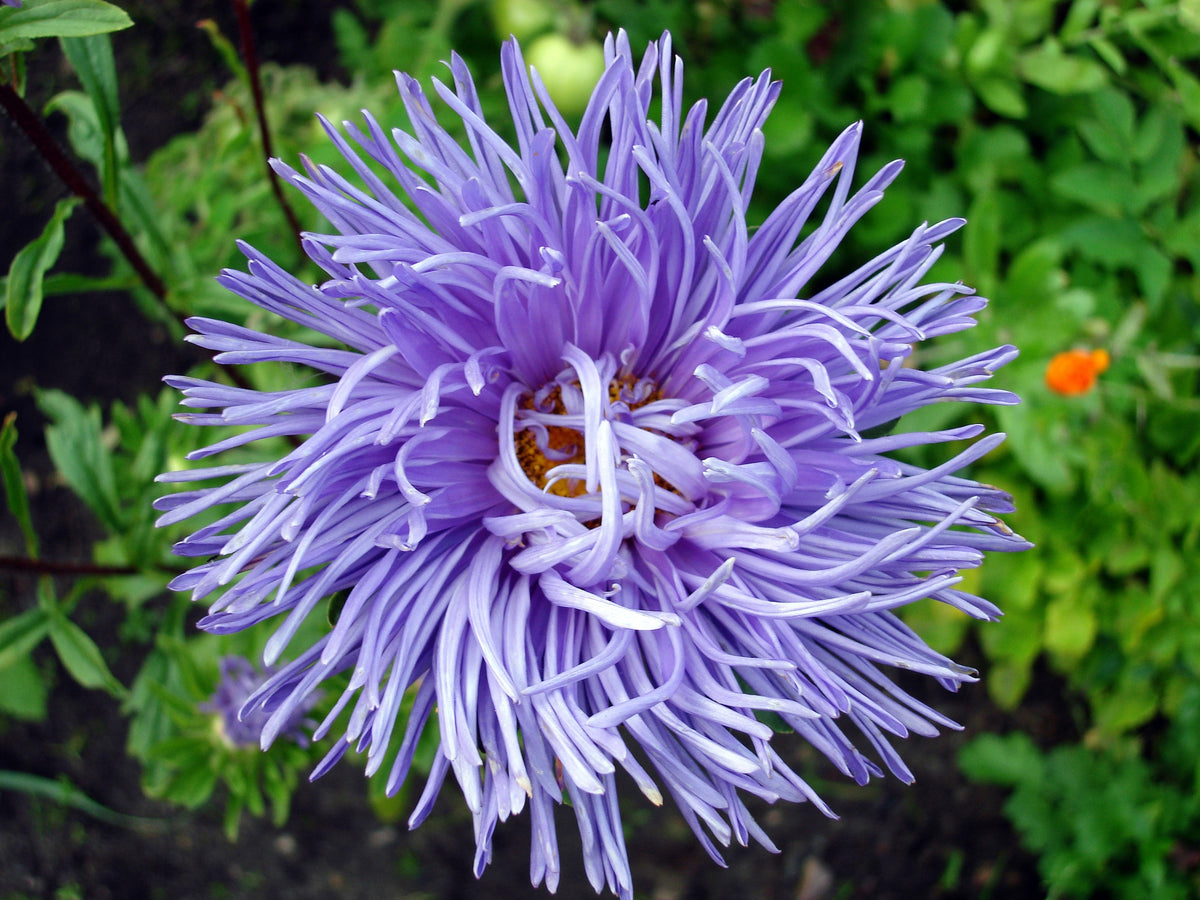 30 VIOLET Purple NEEDLE ASTER Callistephus Chinensis Unicom Flower Seeds