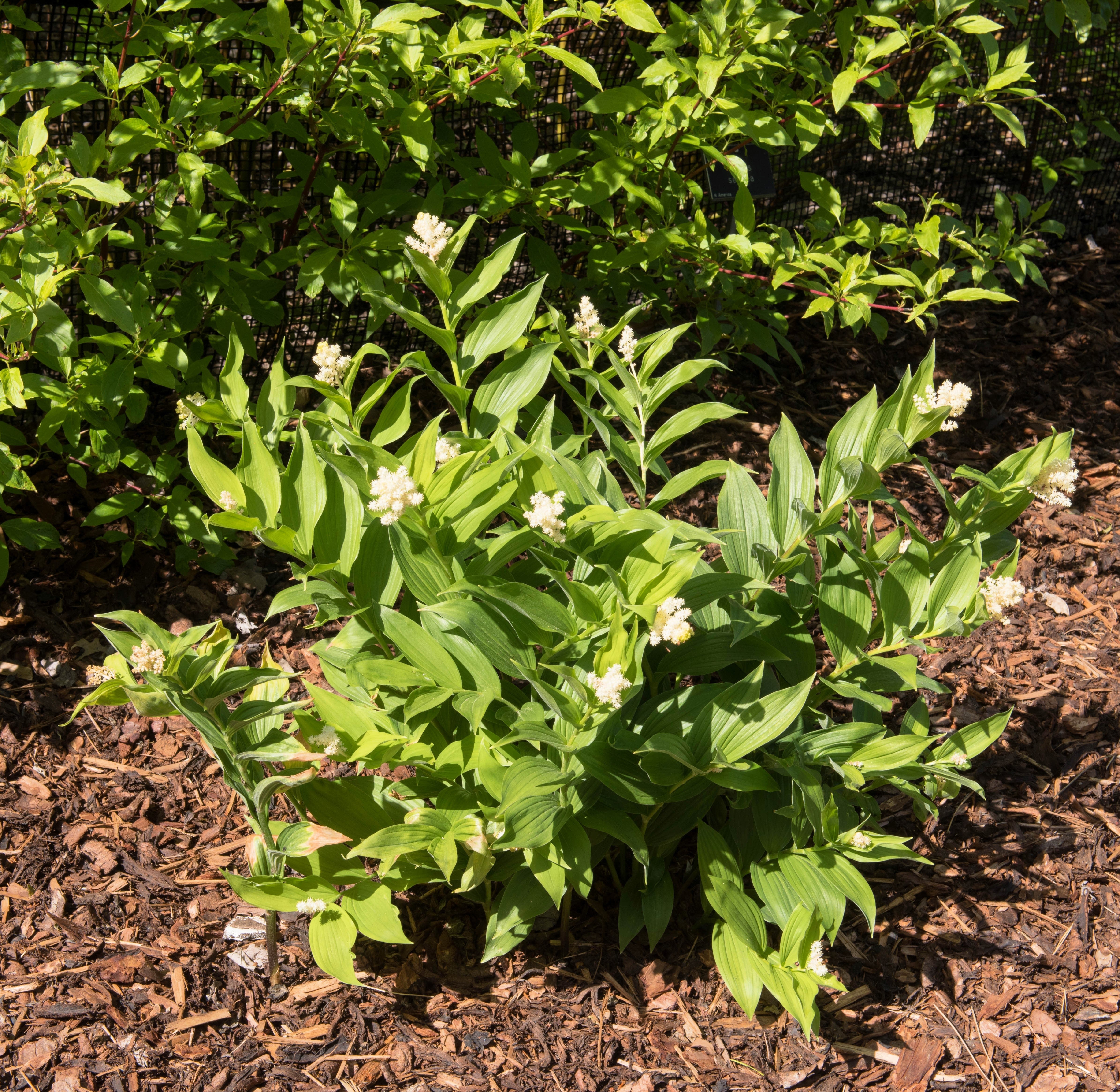 10 SOLOMON'S SPIKE White Western False Seal Maianthemum Racemosum Flower Seeds