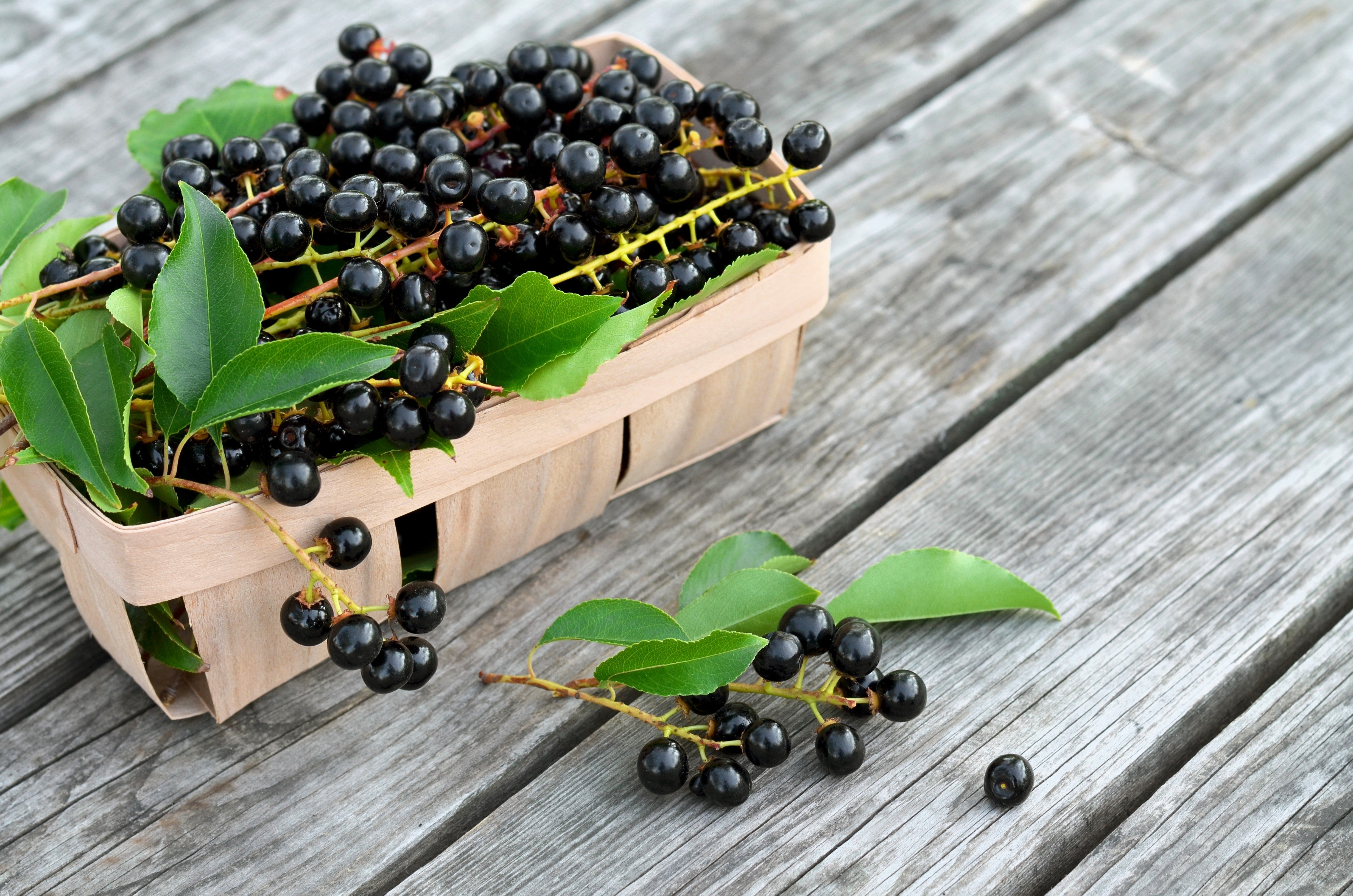 30 BLACK CHERRY Fruit Tree Prunus Serotina Fragrant White Flowers Seeds