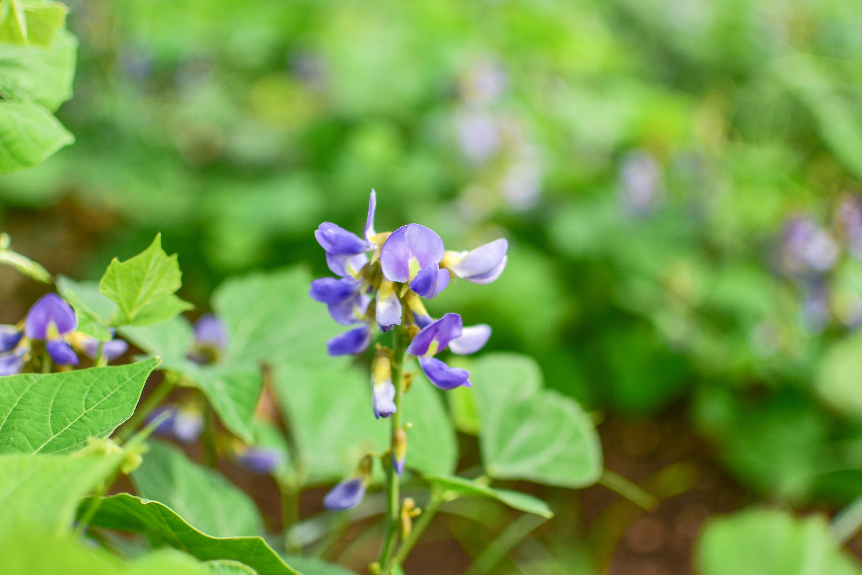 20 JICAMA Mexican Yam Bean Potato Bean Pachyrhizus Erosus Vining Legume Root Vegetable Blue Flower Seeds