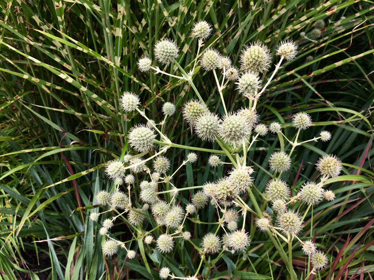 200 RATTLESNAKE MASTER / Button Snakeroot  Eryngium Yuccifolium Flower Seeds