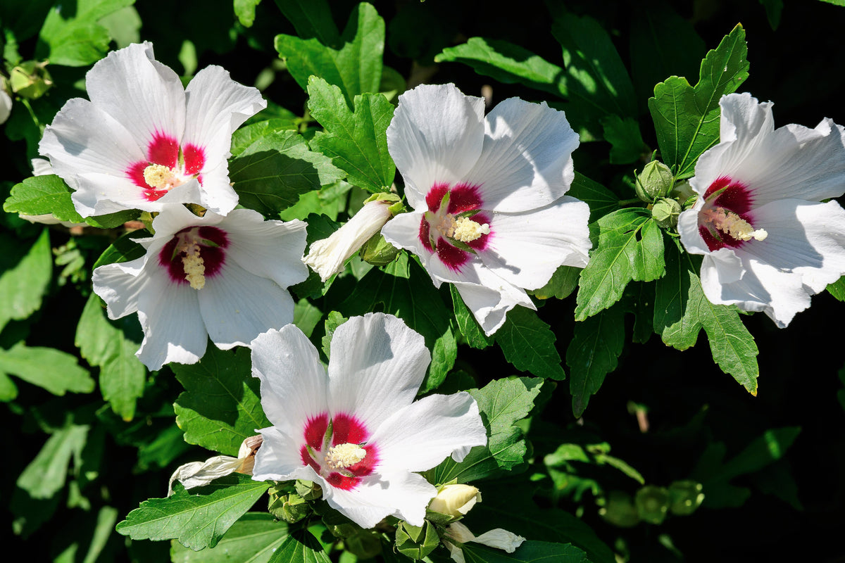 25 White & Hot Pink ROSE Of SHARON HIBISCUS Syriacus Flower Tree Bush Seeds