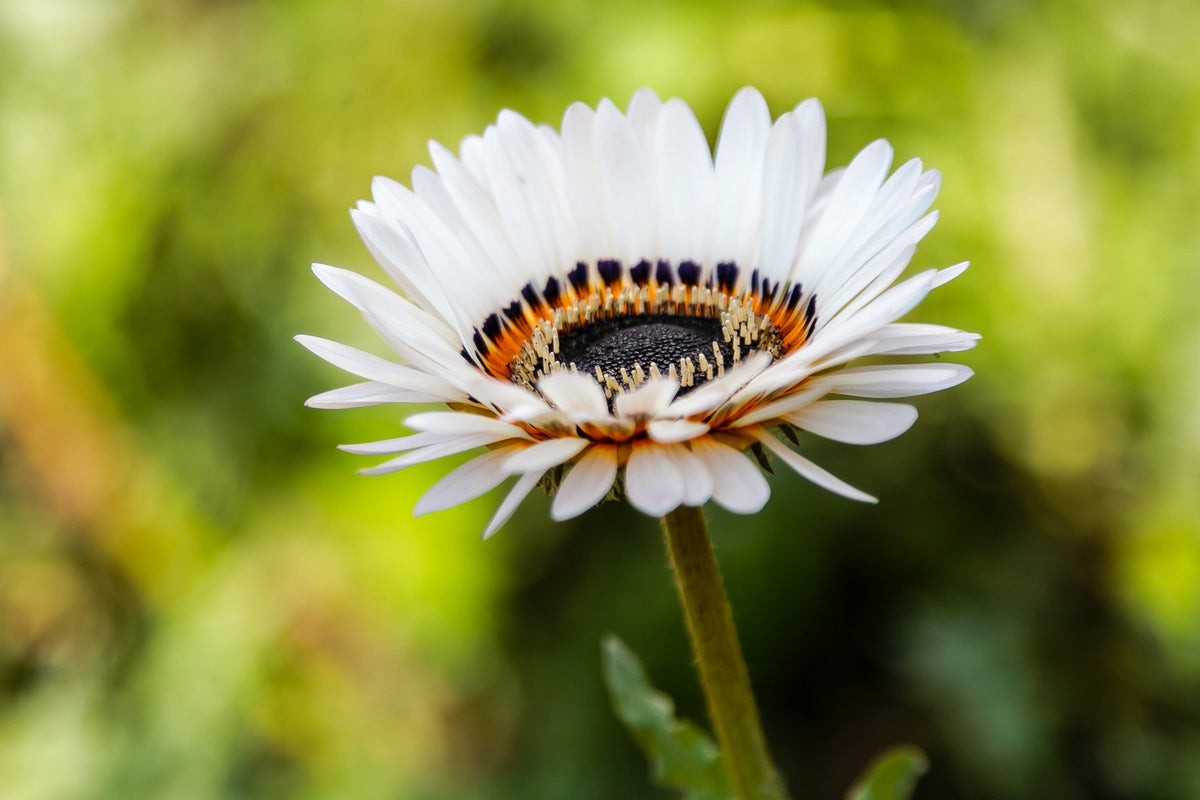 50 WHITE Zulu Prince CAPE DAISY Venidium Fastuosum Alba Flower Seeds