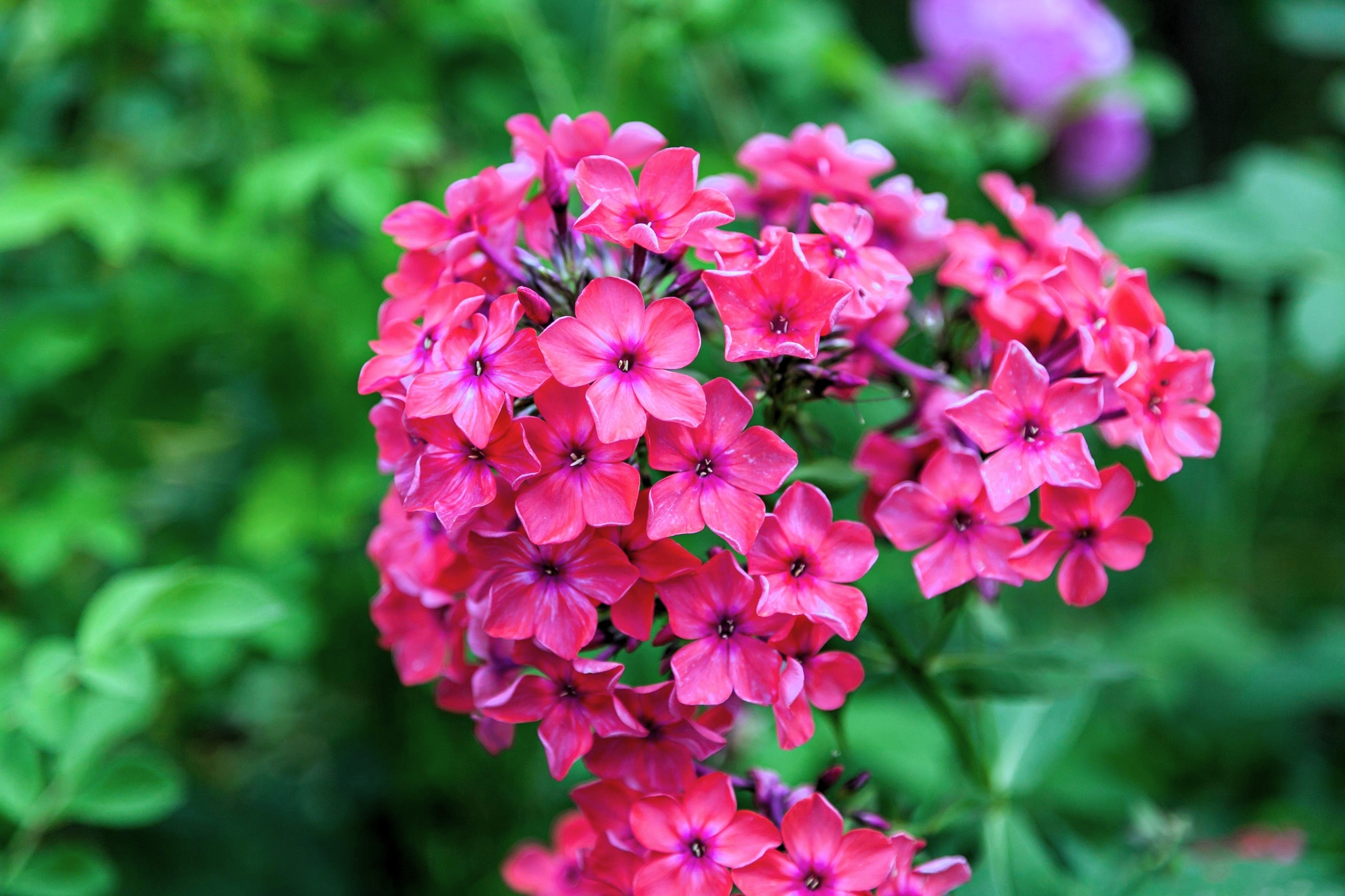 100 BRILLIANT PHLOX Drummondii Two Tone Pink Flower Seeds