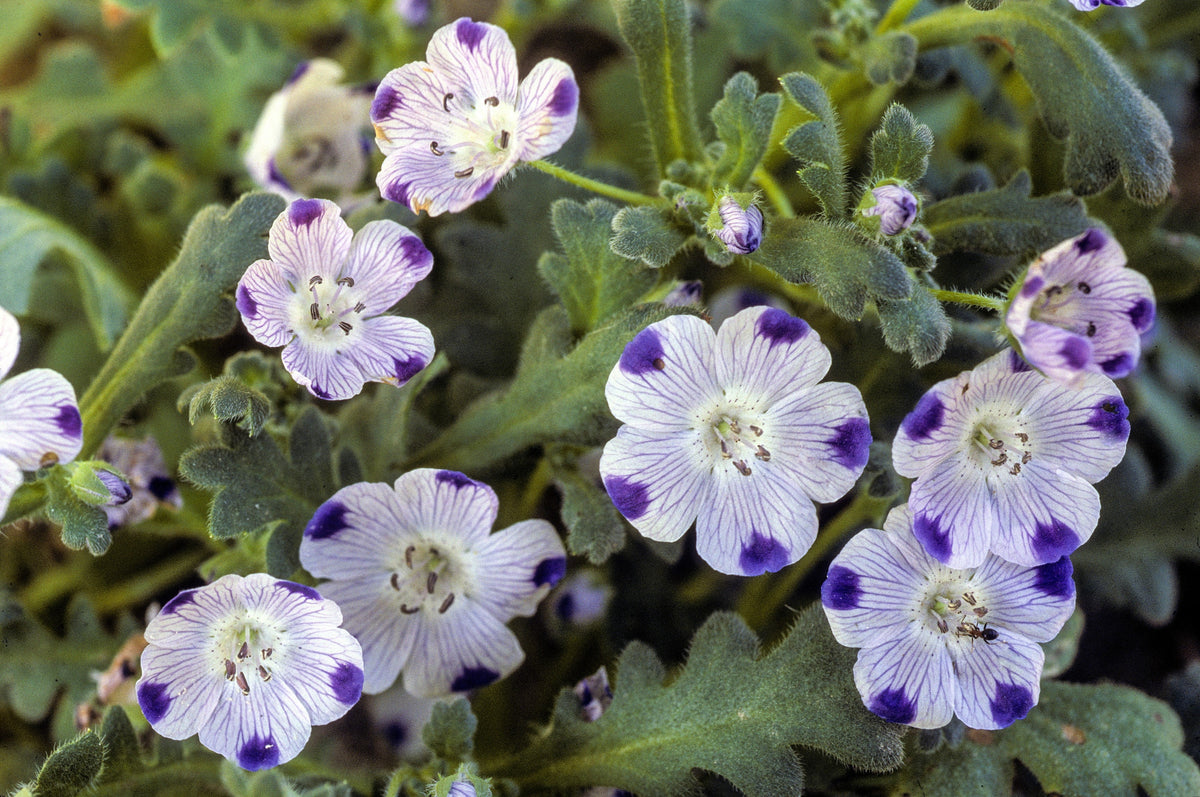 750 FIVE SPOT Nemophila Maculata White & Purple Flower Seeds