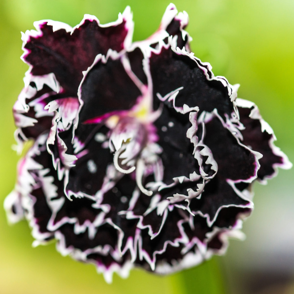 30 Black & White CHIANTI DIANTHUS Chinensis China Pink Flower Seeds