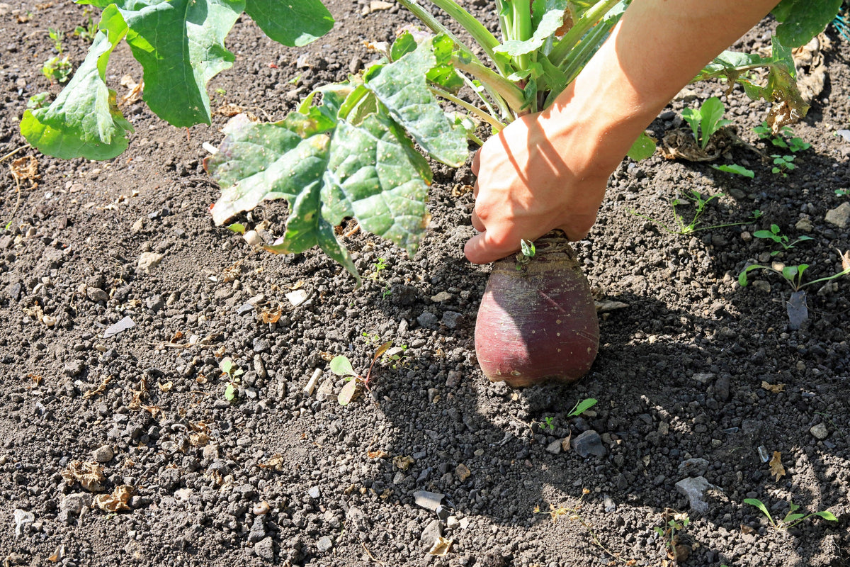3000 LAURENTIAN RUTABAGA Brassica Napus Vegetable Seeds