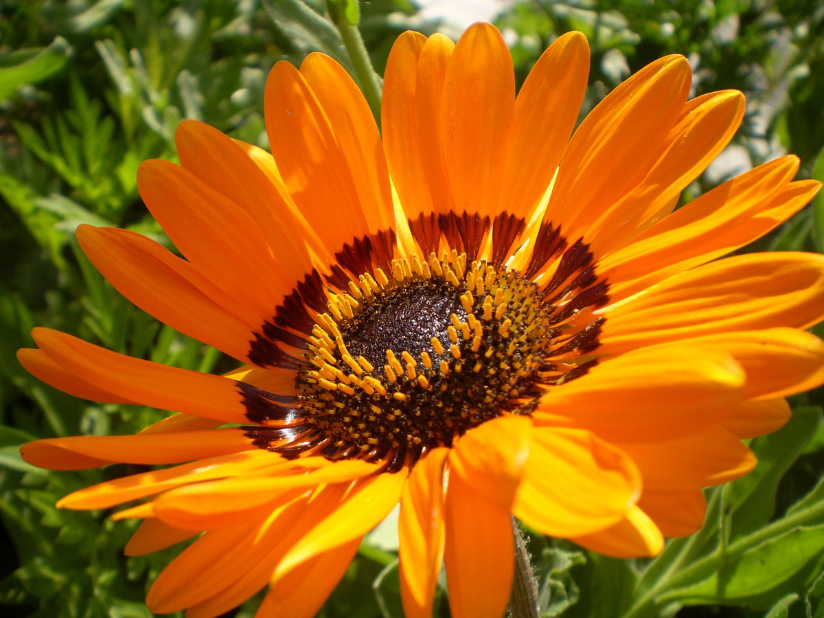 50 ORANGE PRINCE Cape DAISY Monarch of the Veldt Venidium Fastuosum Flower Seeds