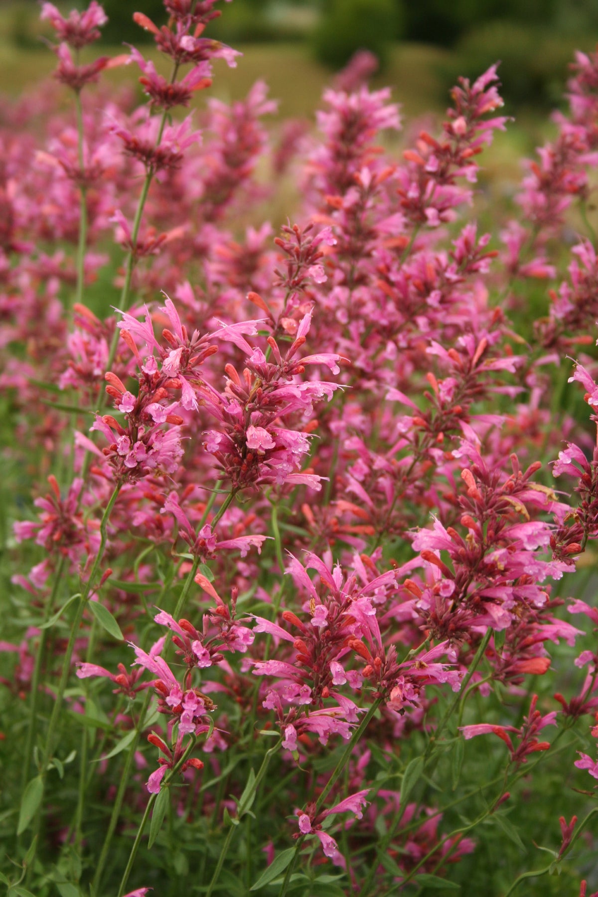 30 MIXED COLORS AGASTACHE Aurantiaca Cana Hummingbird Mint Hyssop Flower Seeds