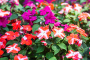 10 DWARF RED STAR IMPATIENS Walleriana Red & White Shade Flower Seeds