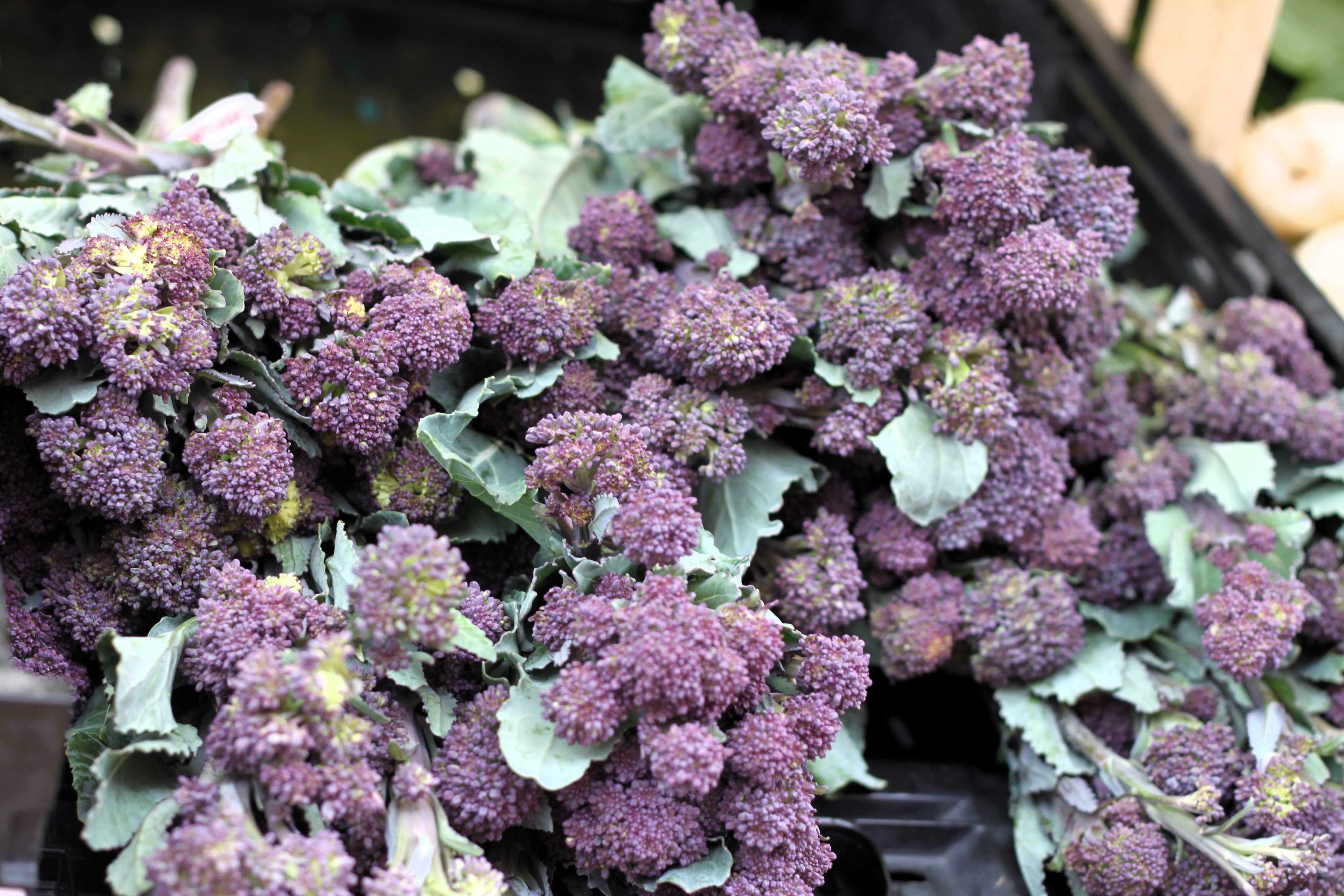 200 PURPLE SPROUTING BROCCOLI Brassica Oleracea Vegetable Seeds