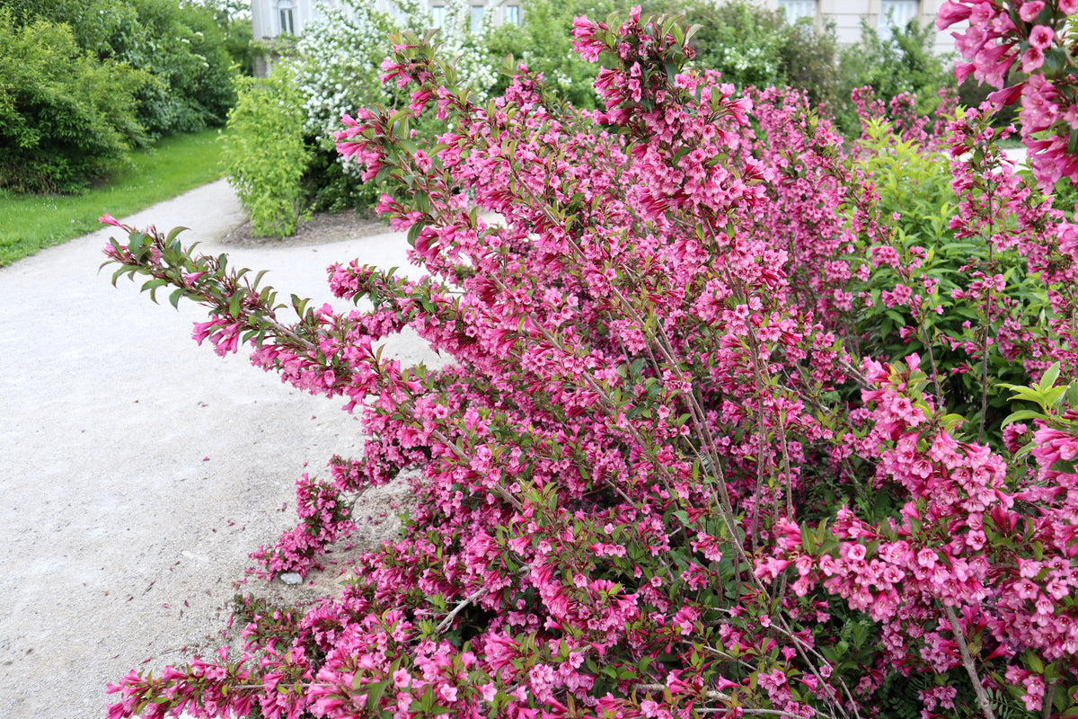 50 OLD FASHIONED WEIGELA Florida Bush Shrub Flower Seeds