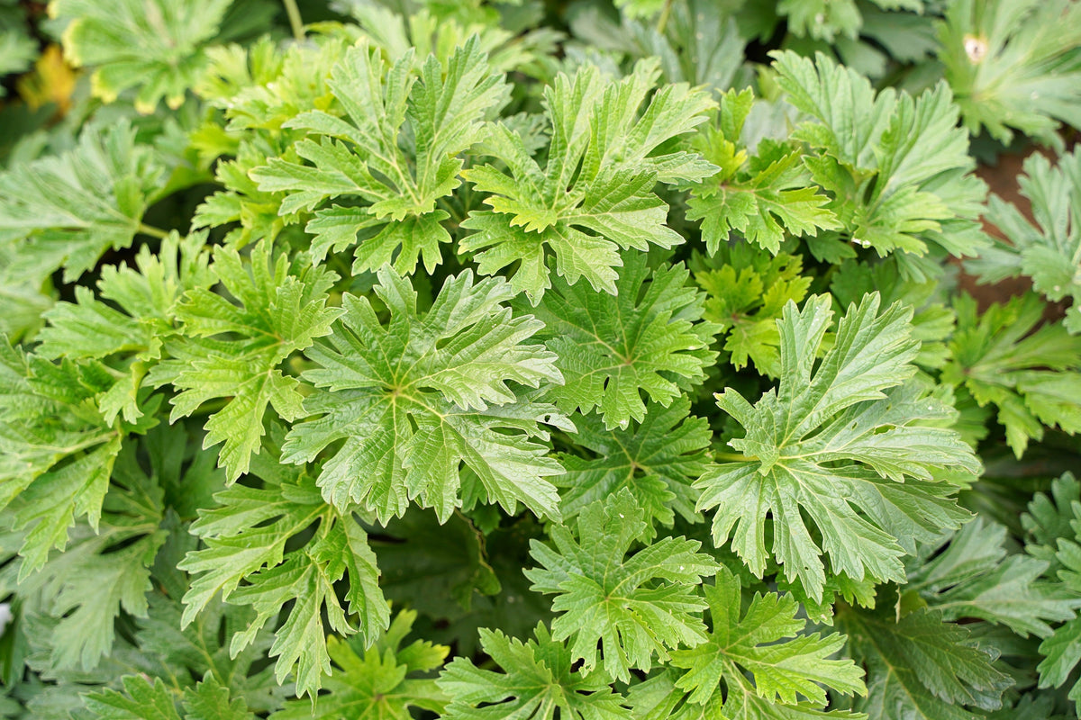 100 Pink CHINESE MOTHERWORT Leonurus Japonicus Siberian Honey Herb Flower Seeds