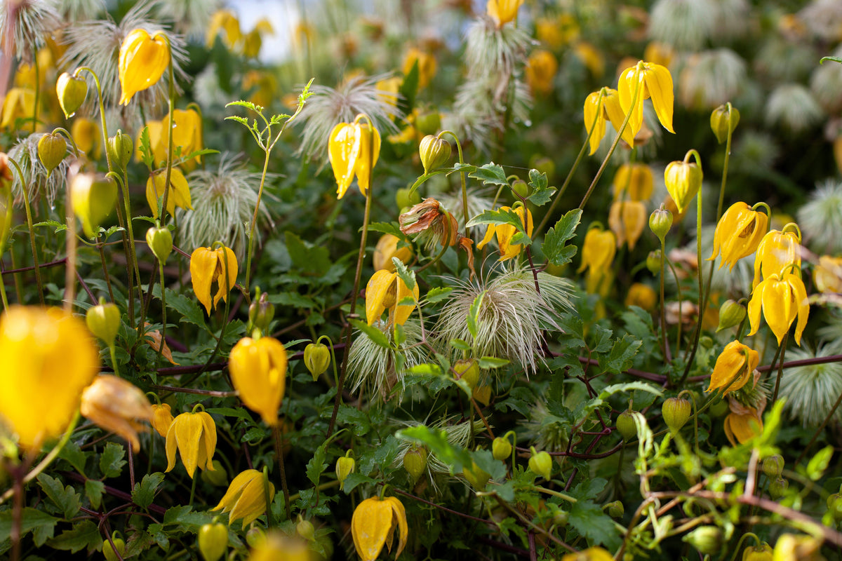 10 Yellow CLEMATIS RADAR LOVE Vine Climber Clematis Tangutica Flower Seeds