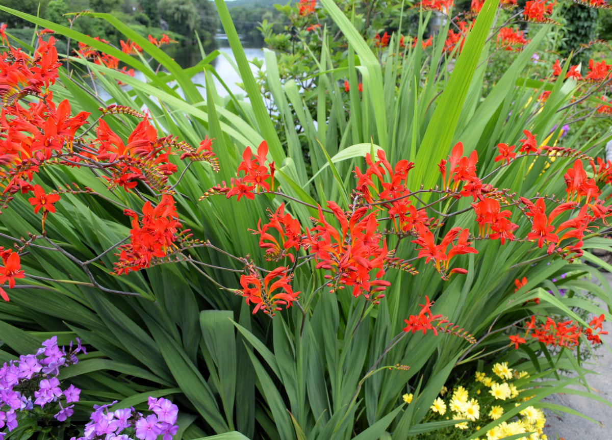 10 RED LUCIFER CROCOSMIA Crocosmia Masoniorum Flower Seeds