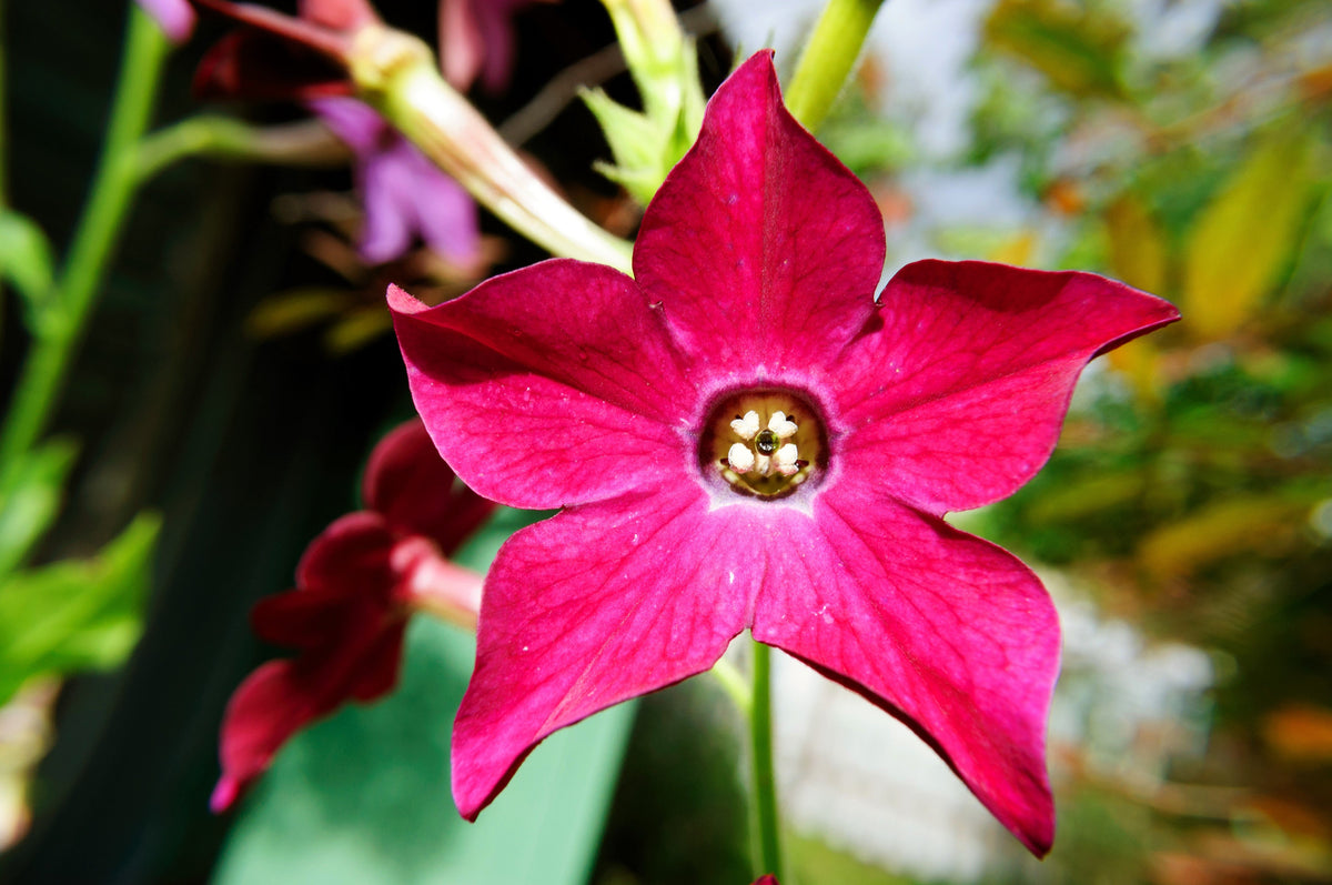 100 Red CRIMSON KING NICOTIANA (Ornamental Flowering Tobacco) Nicotiana Affinis Flower Seeds