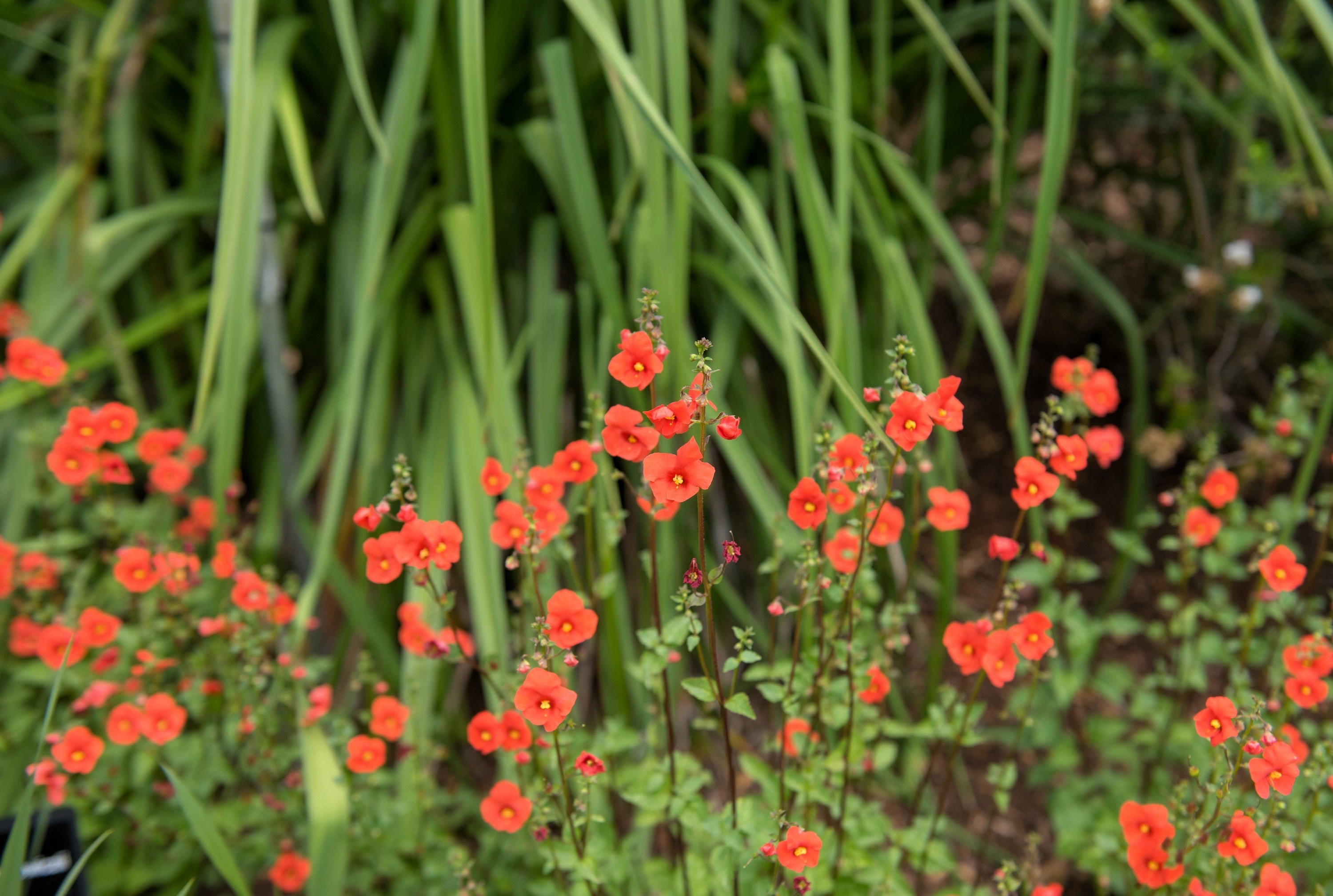50 SCARLET MASK FLOWER Hummingbird Plant Red Alonsoa Warscewiczii Seeds
