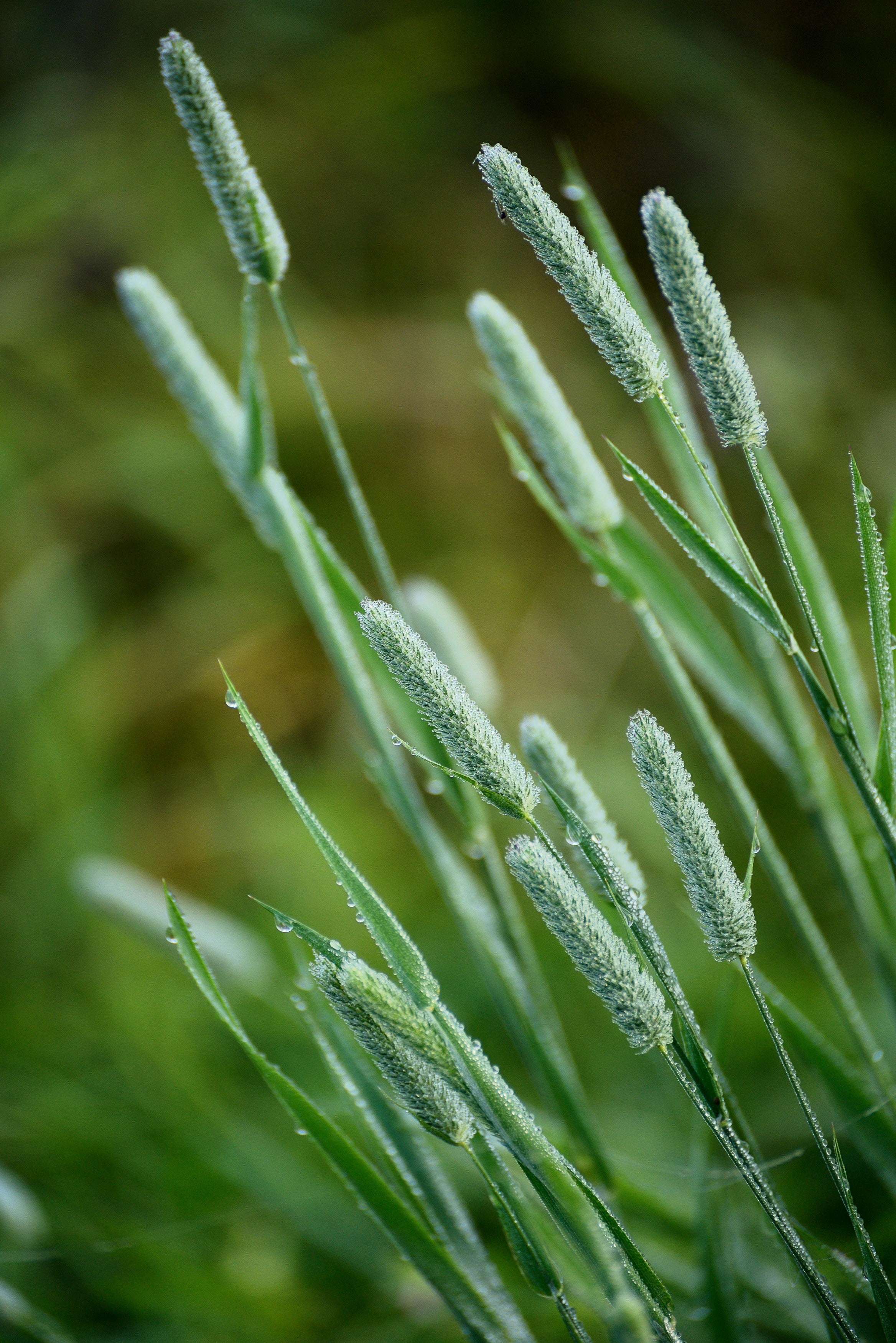 500 DERBY TIMOTHY GRASS Ornamental Phleum Pratense Seeds