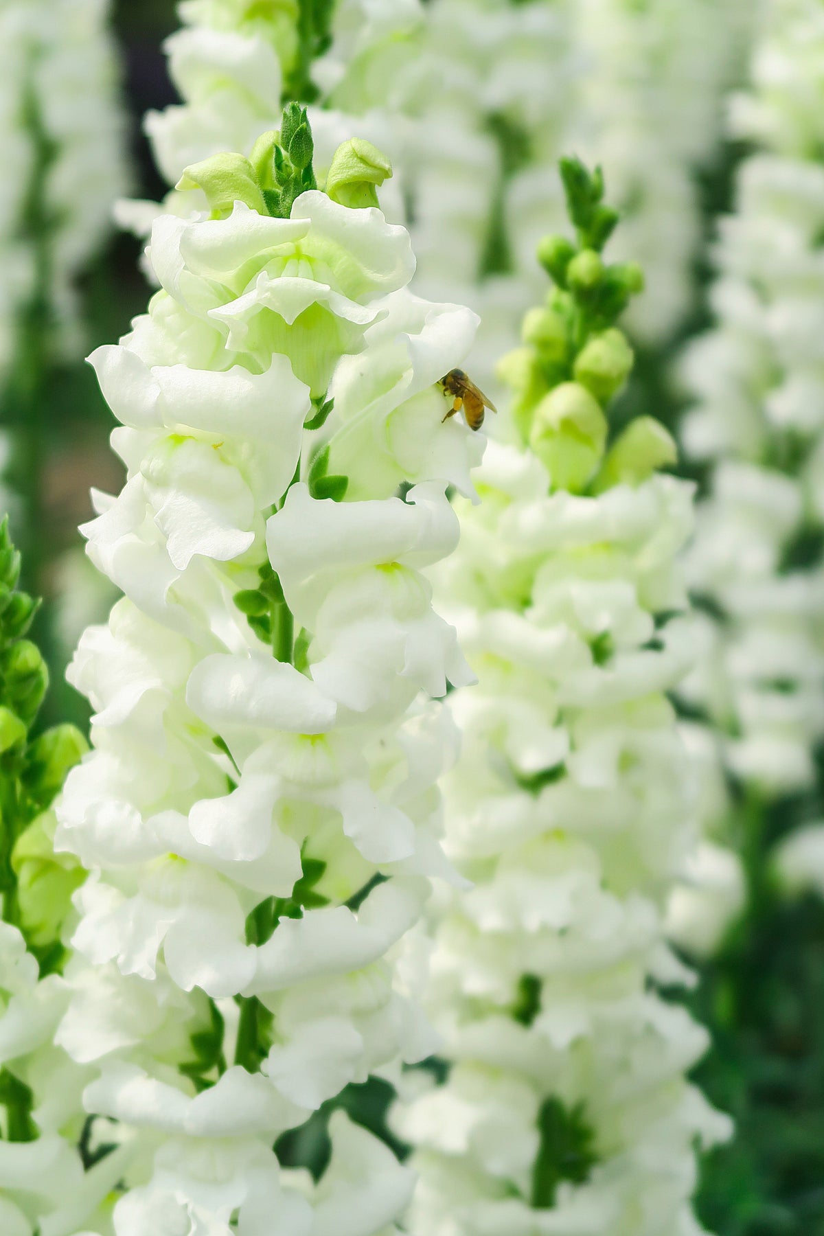 250 WHITE SNOWFLAKE SNAPDRAGON Antirrhinum Majus Flower Seeds
