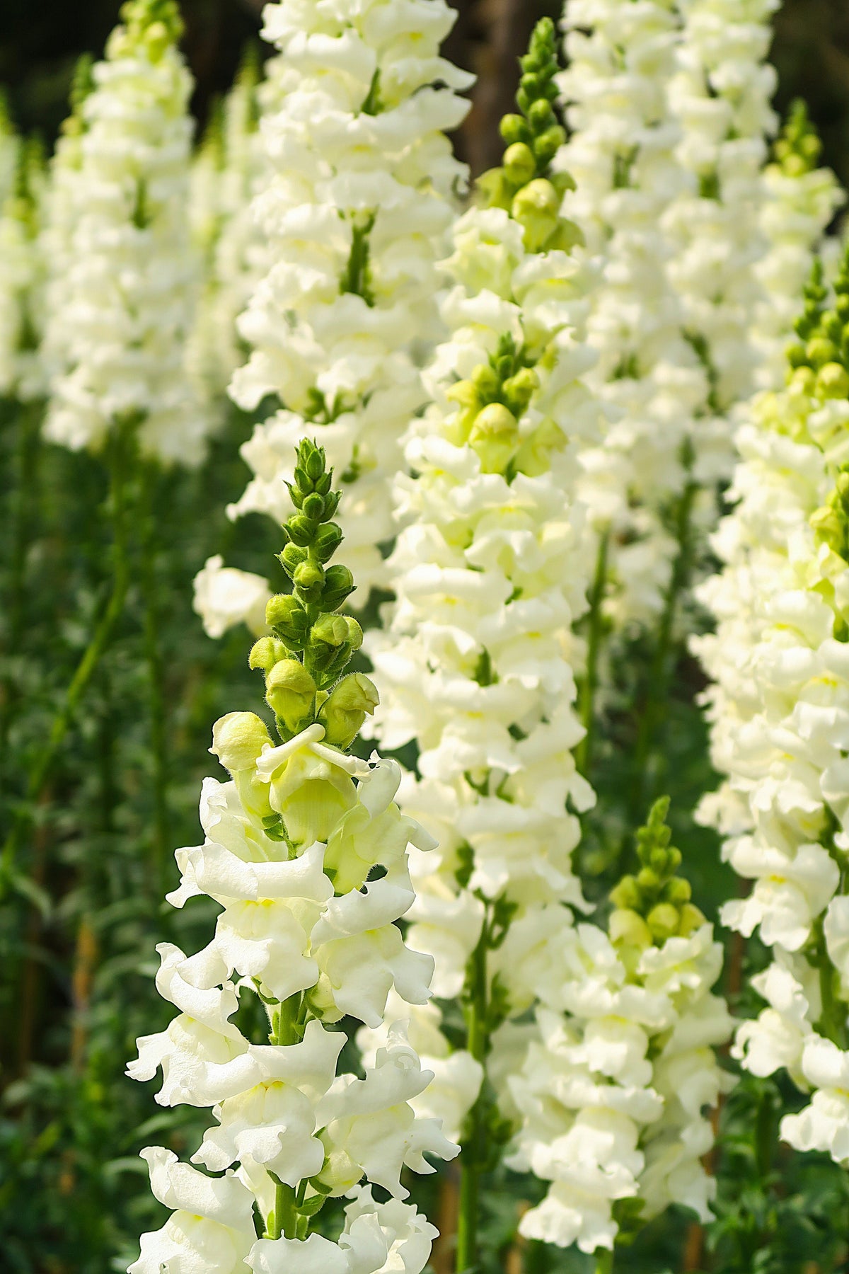 250 WHITE SNOWFLAKE SNAPDRAGON Antirrhinum Majus Flower Seeds