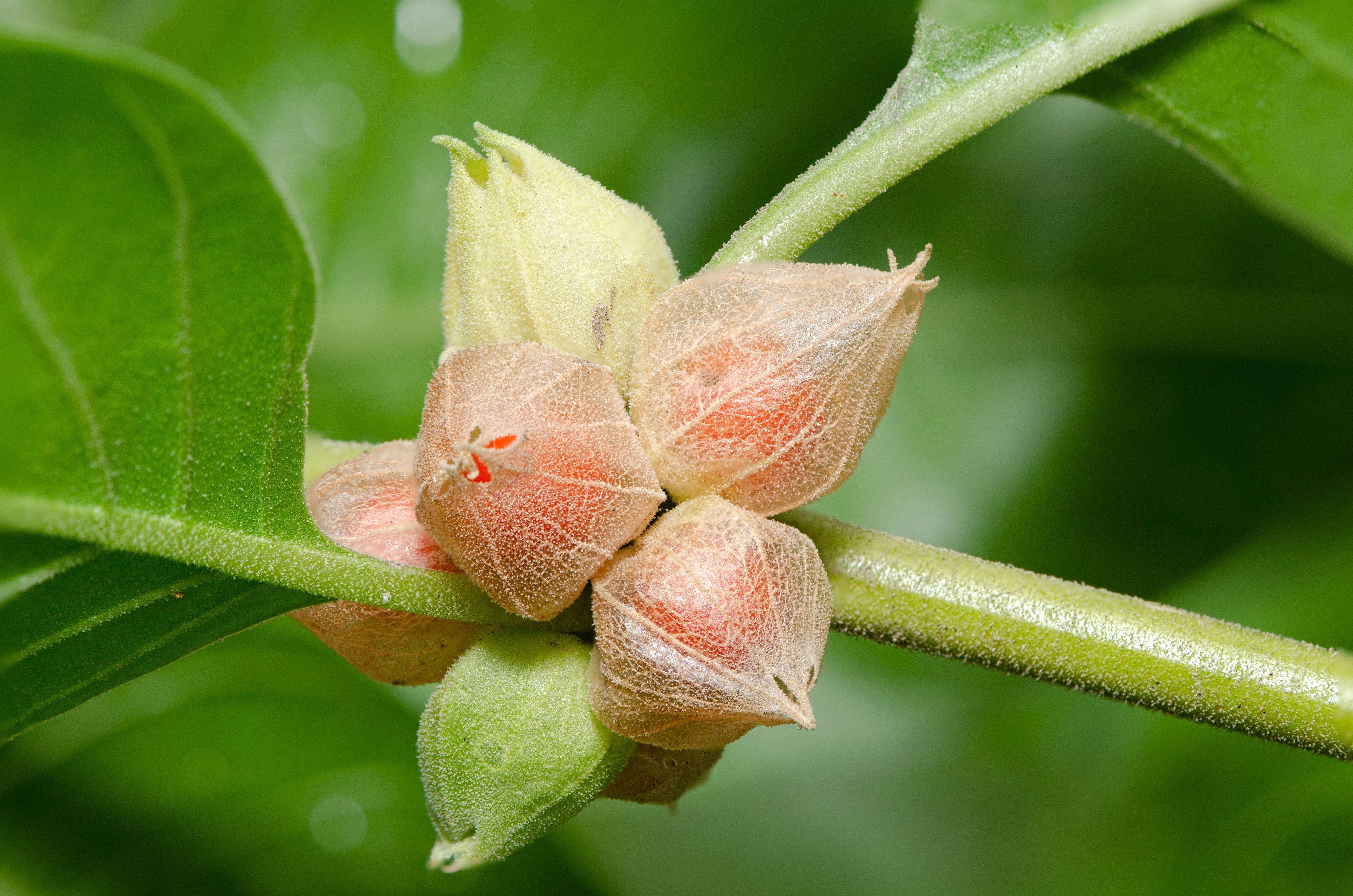 50 INDIAN GINSENG Withania Somnifera Ashwaganda Herb Flower Seeds