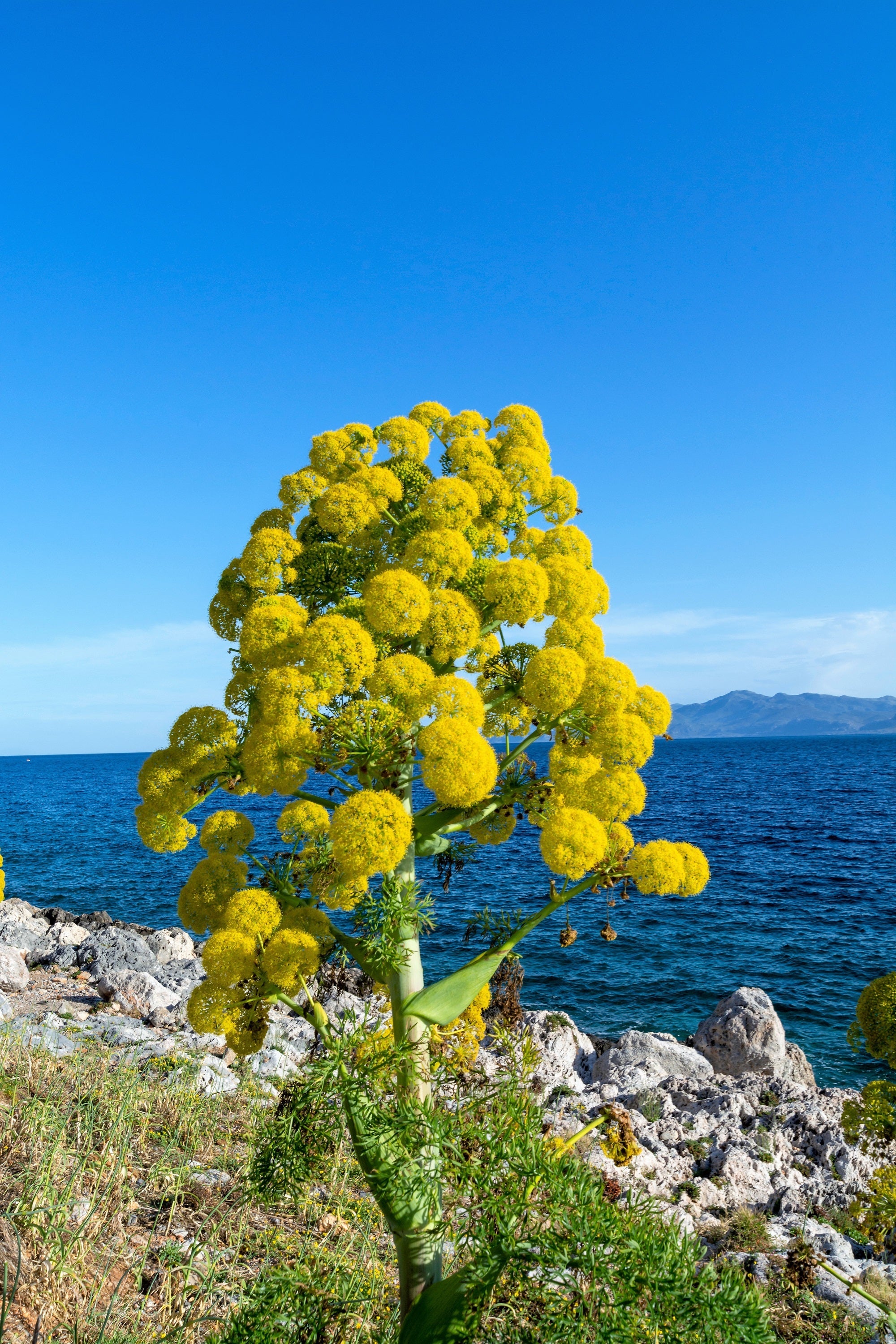 15 GIANT FENNEL Ferula Communis Gigantea Yellow Flower Herb Seeds