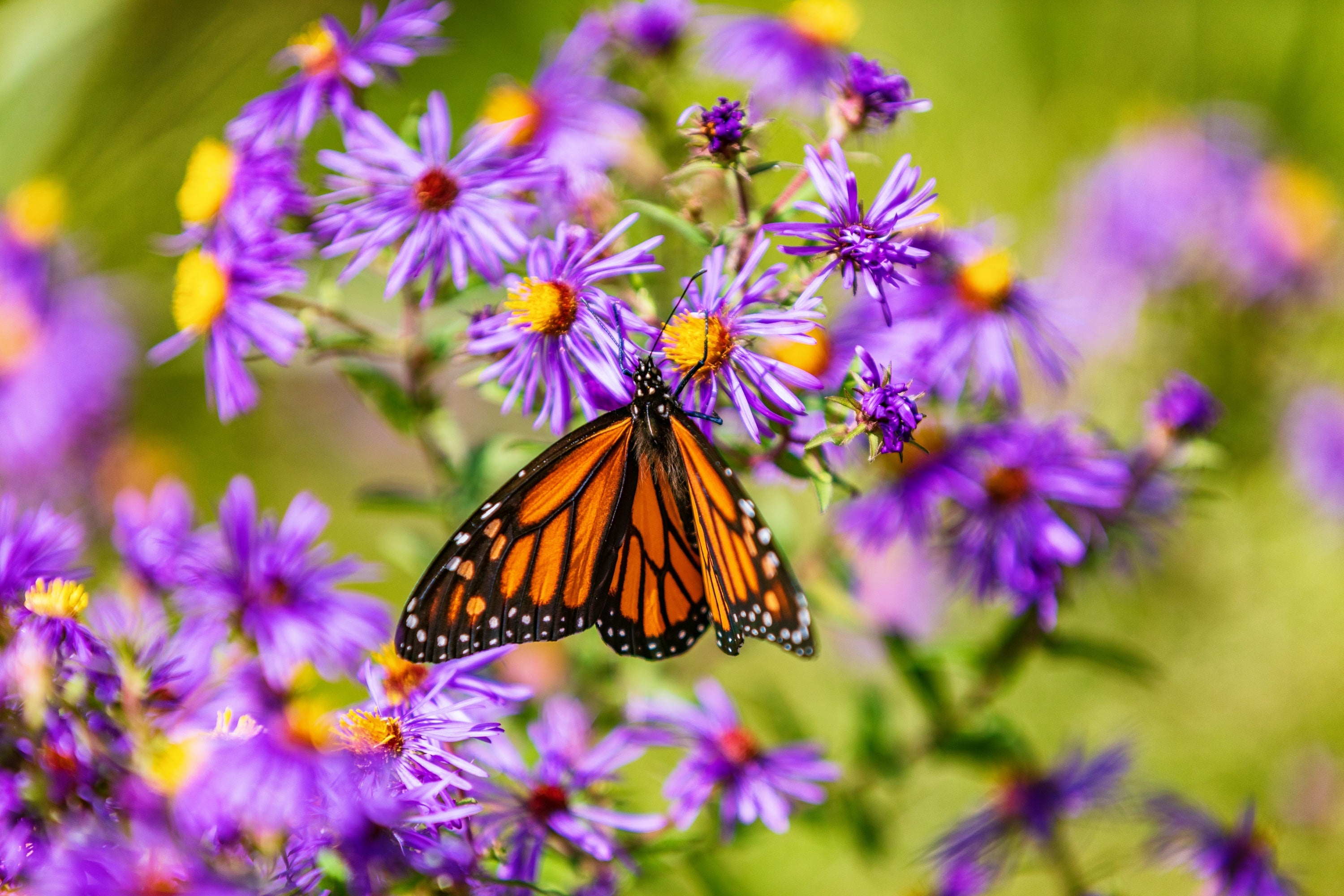 100 Purple NEW ENGLAND ASTER (Michaelmas Daisy) Aster Novae var Angliae Flower Seeds