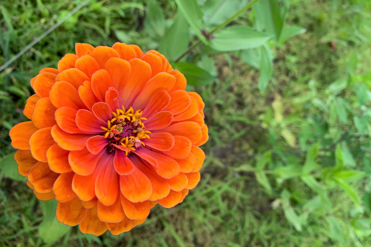 250 ORANGE KING ZINNIA Elegans Flower Seeds