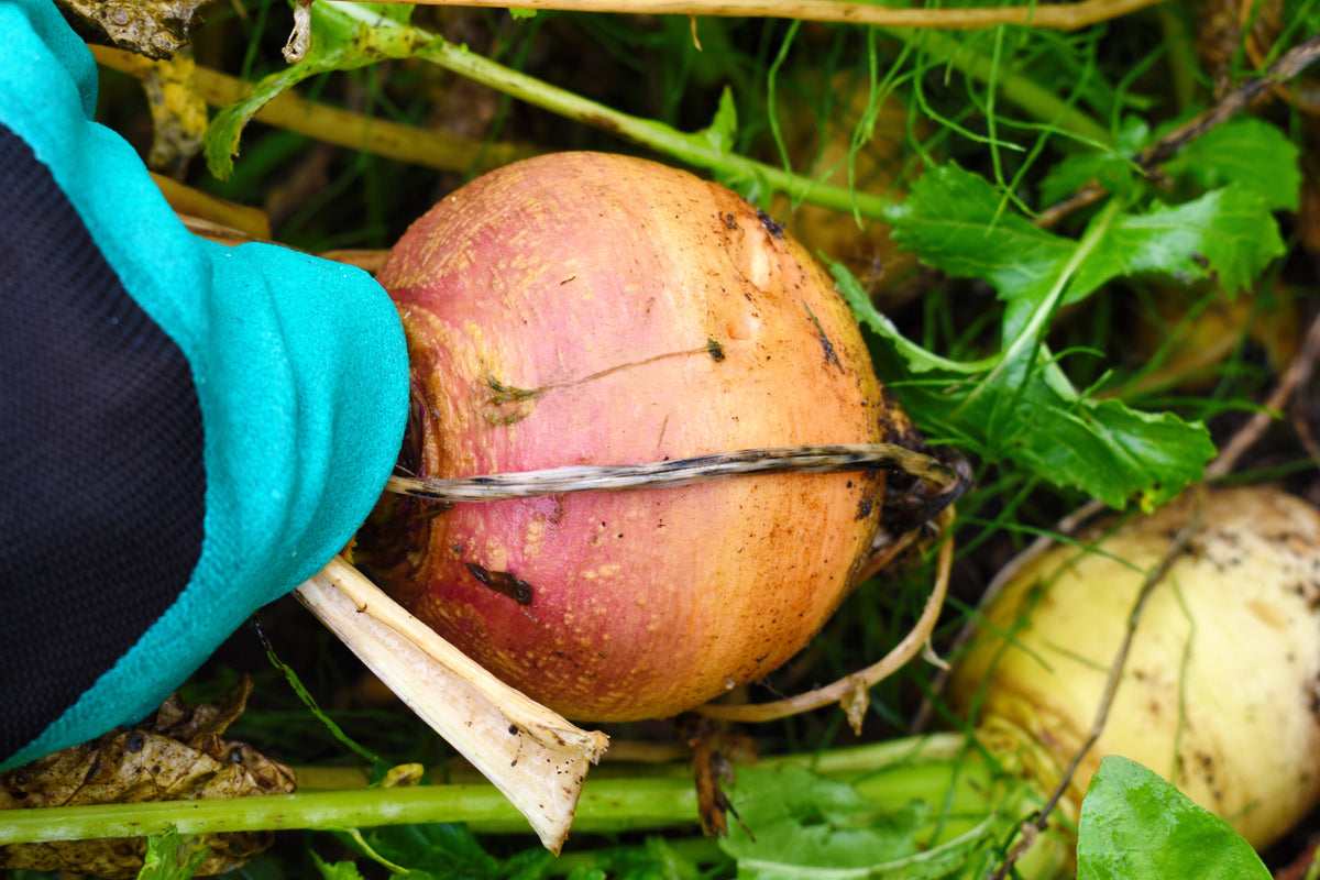 3000 LAURENTIAN RUTABAGA Brassica Napus Vegetable Seeds