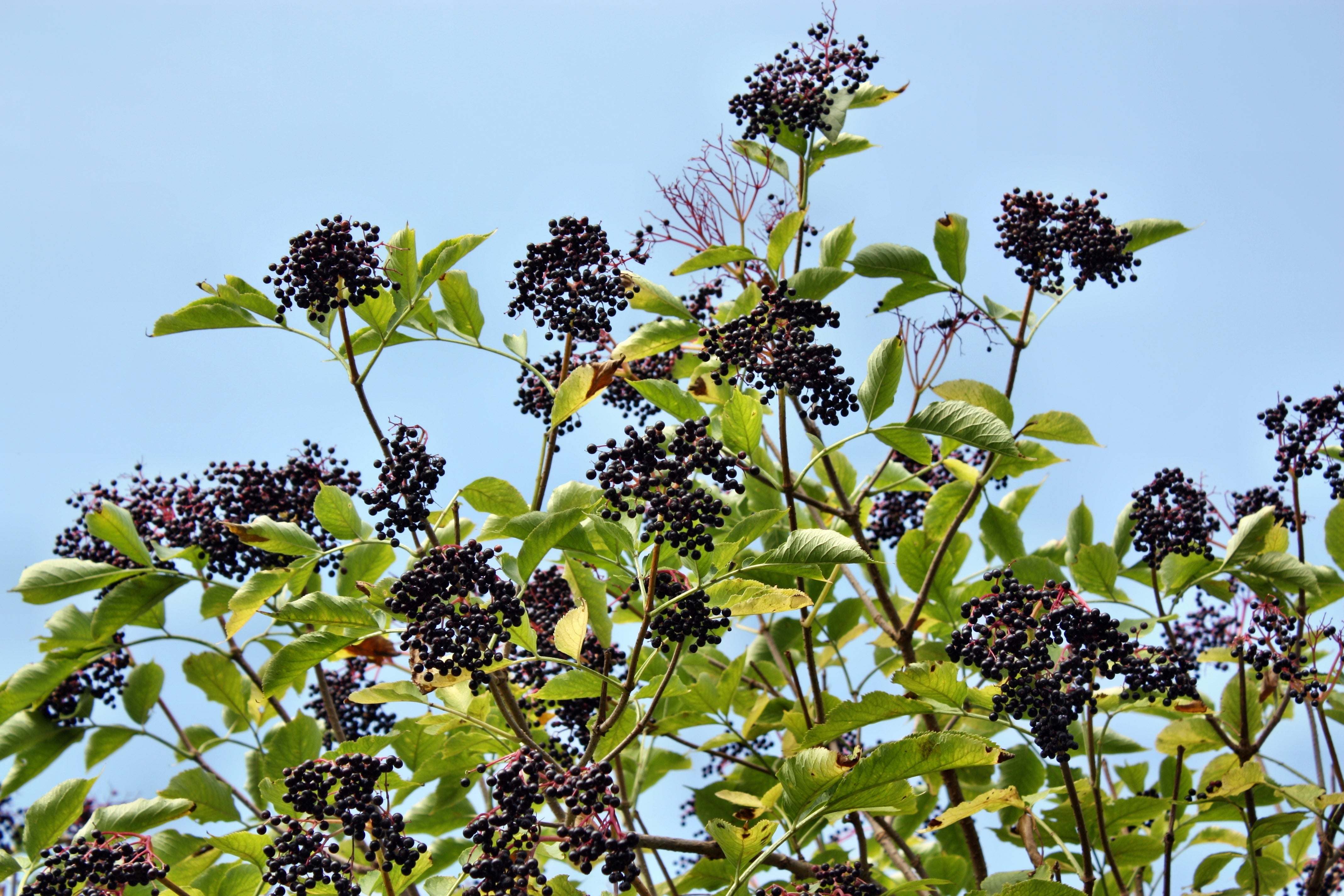 500 BULK American ELDERBERRY Fruit Bush Shrub Tree Sambucus Nigra Canadensis Seeds