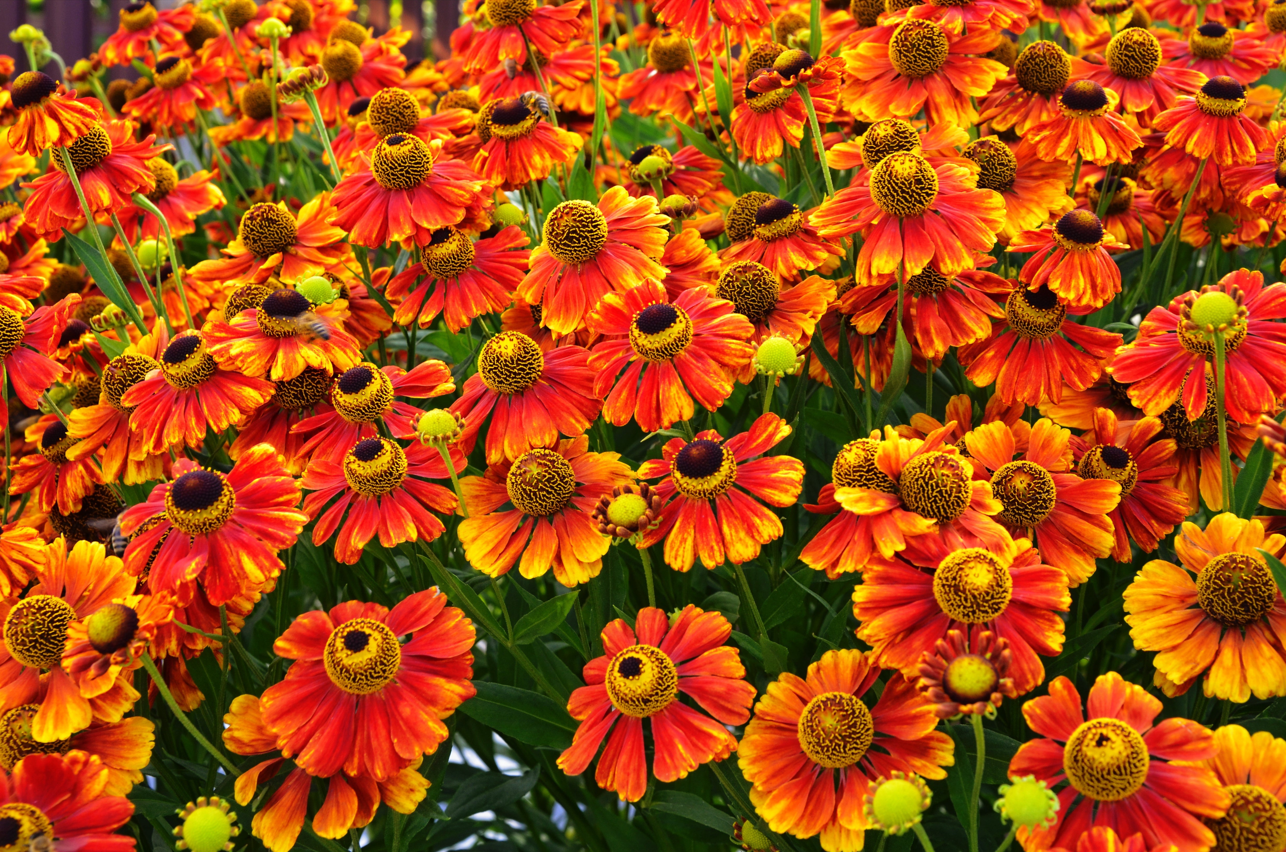 100 HELENIUM ' AUTUMN LEAVES ' Mix Helenium Autumnale Sneezeweed Mixed Colors Flower Seeds
