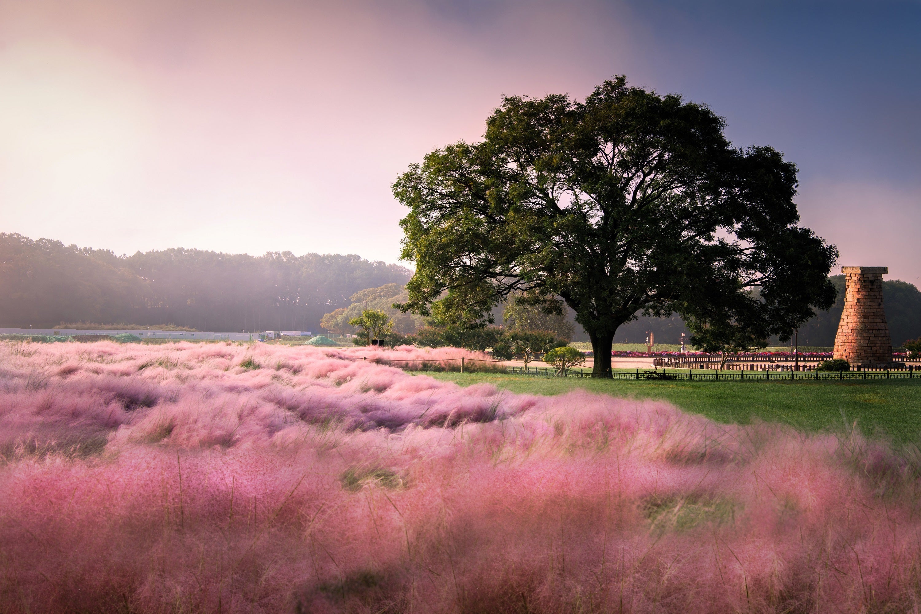 40 PINK MUHLY GRASS Cotton Candy Grass Muhlenbergia Capillaris Native Seeds
