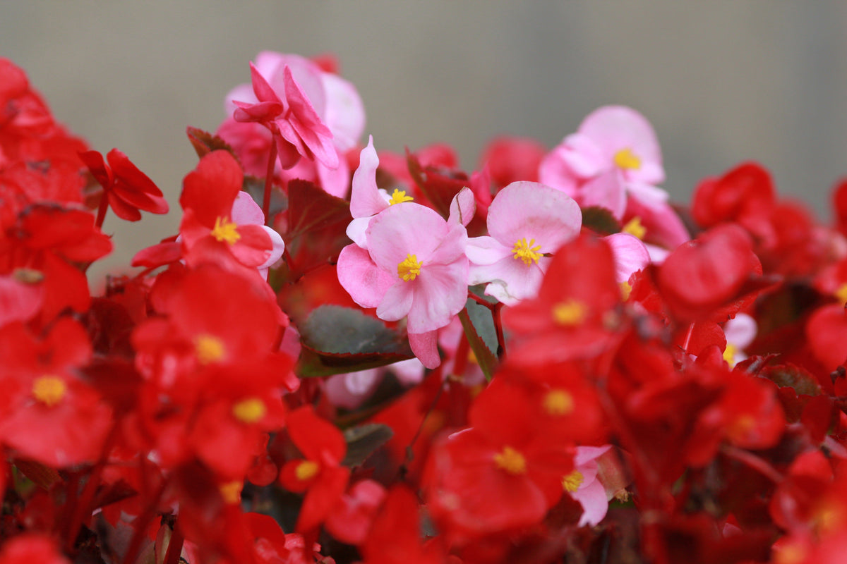 25 WAX MIXED BEGONIA Semperflorens Fibrous Mixed Colors Red Pink White Two Tone Shade Flower Seeds